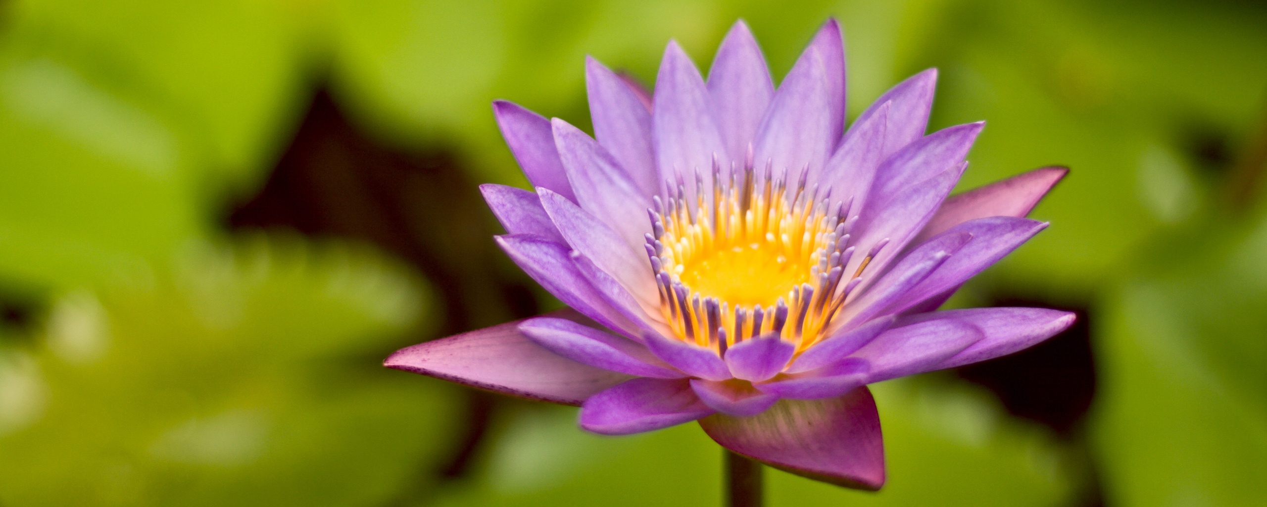 Фиолетовый цветок обои