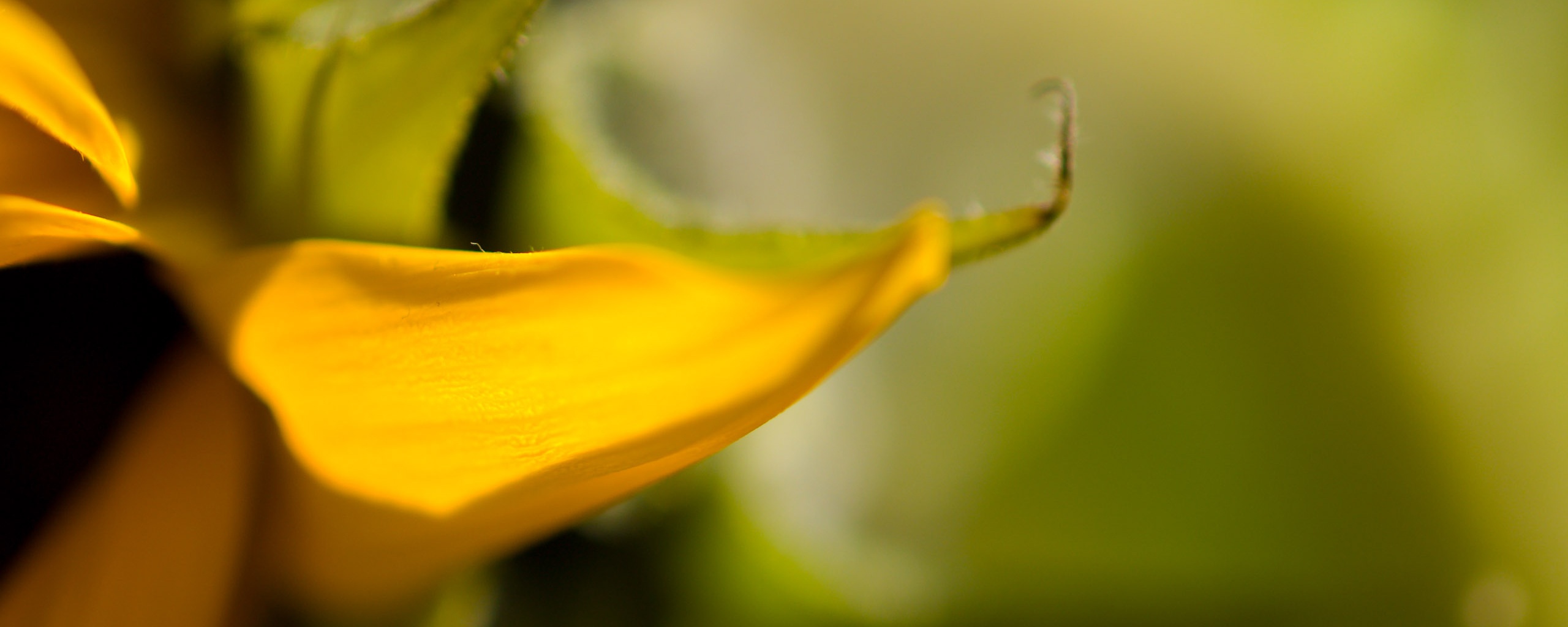 Солнечный цветок обои