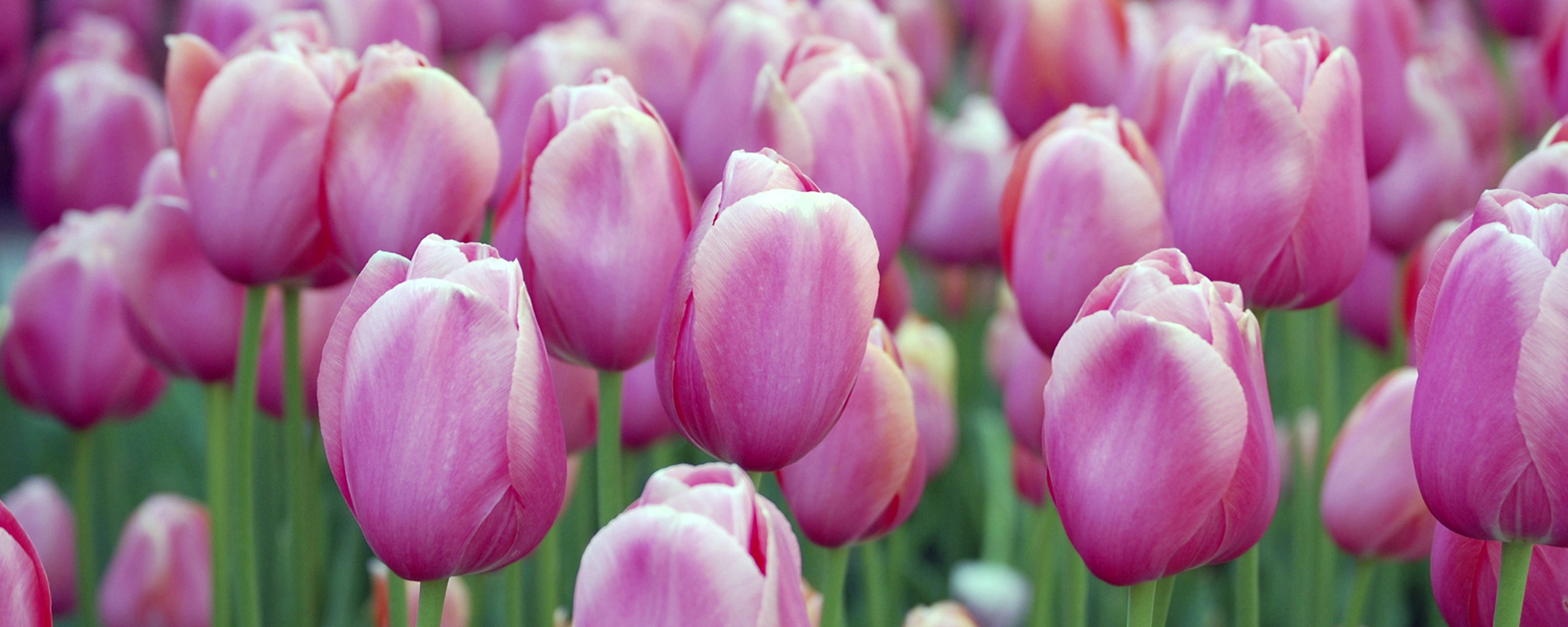 Море розовых тюльпанов обои