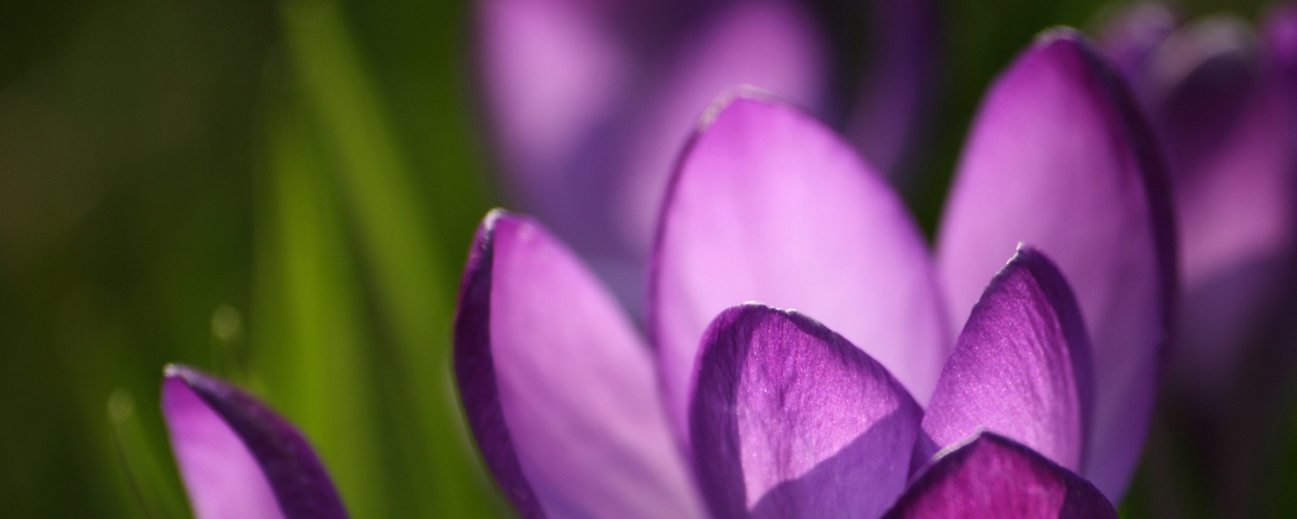 Фиолетовый крокус обои