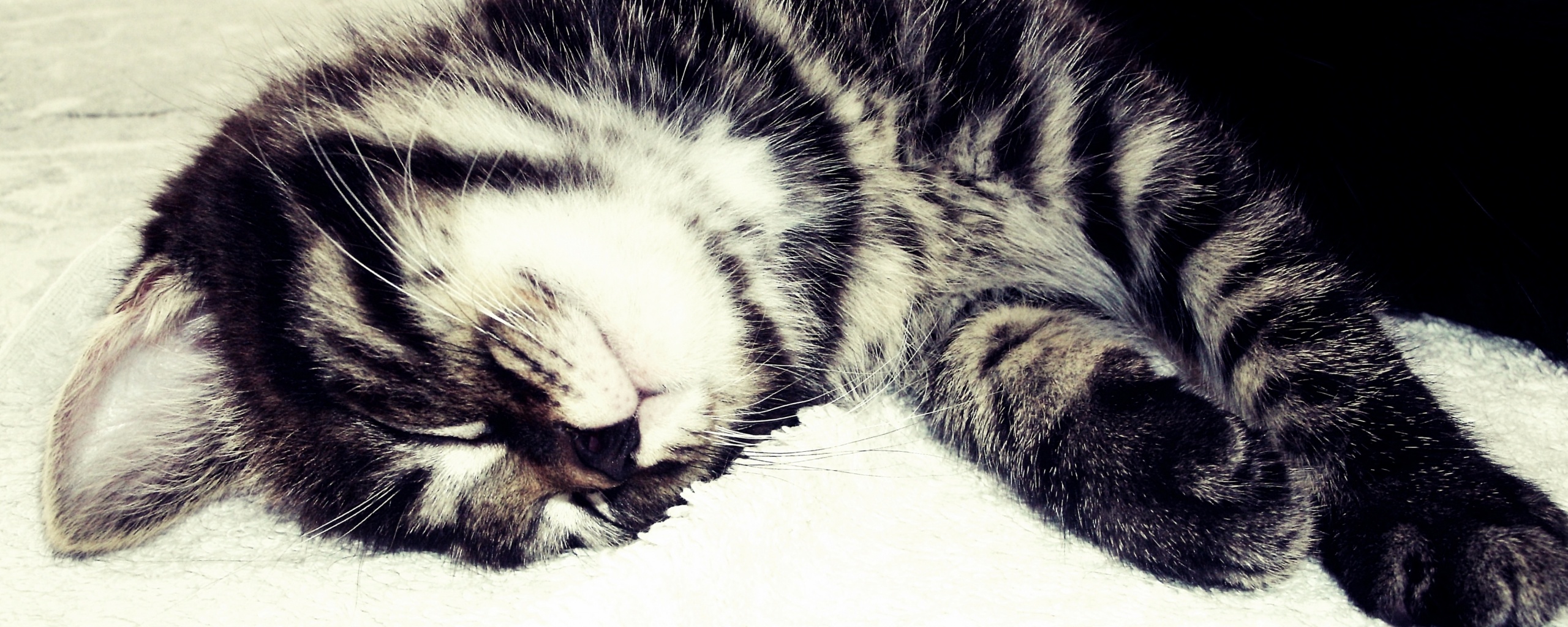 Довольный кот обои