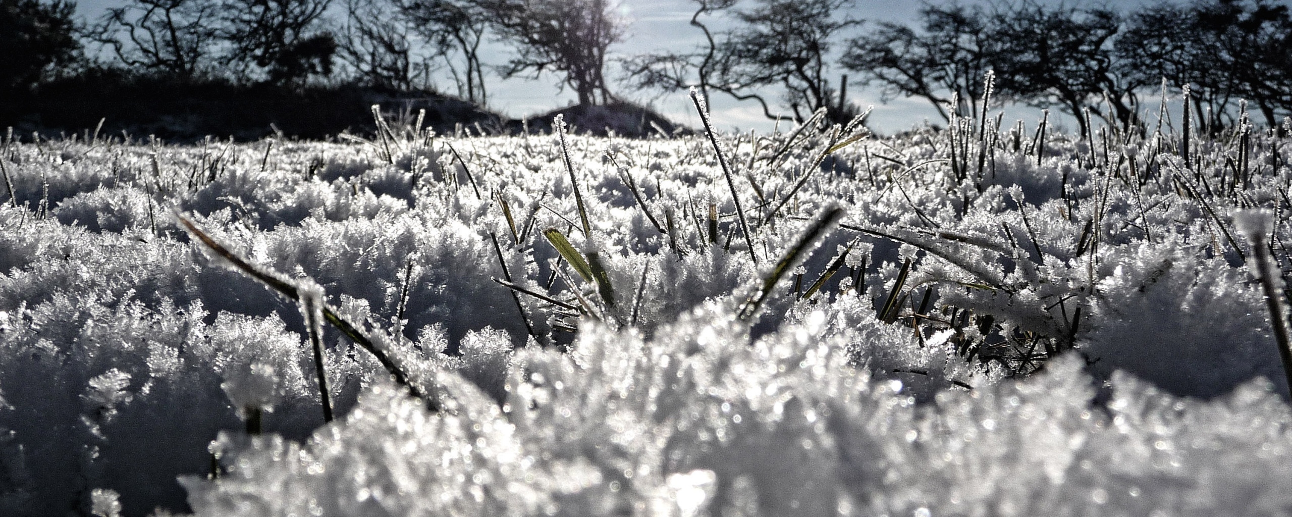Утренний мороз обои