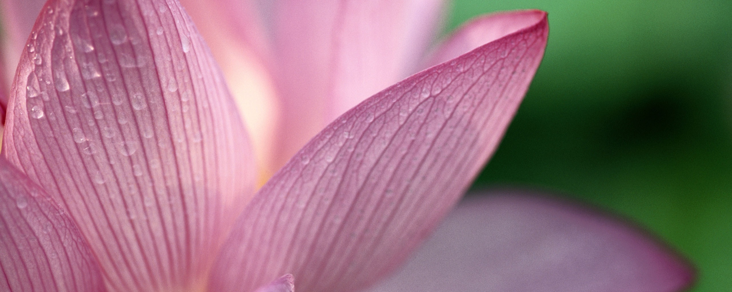 Лепестки цветов обои