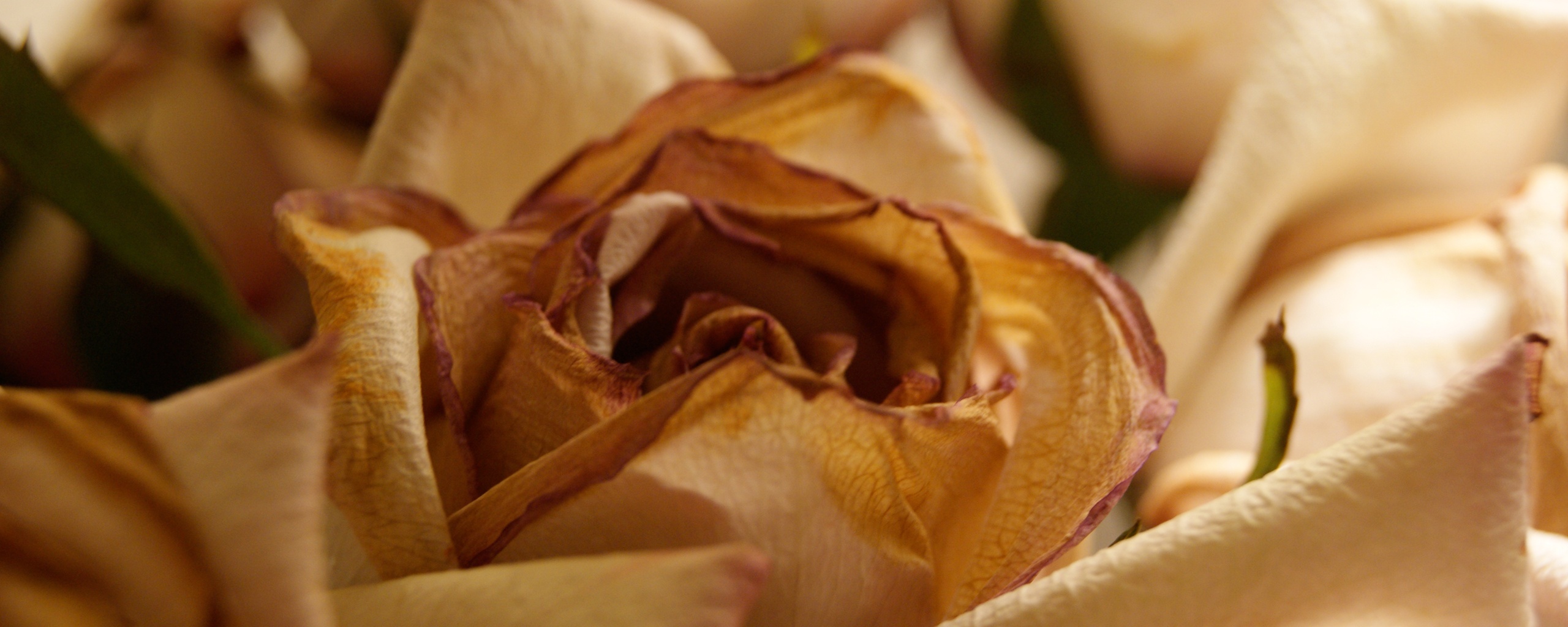 Увядающая роза обои