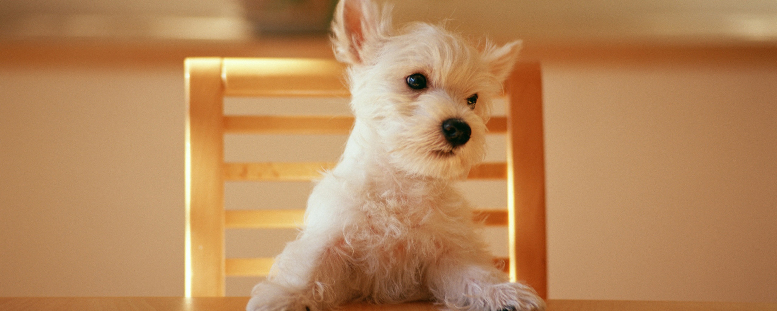 Щенок на стуле обои