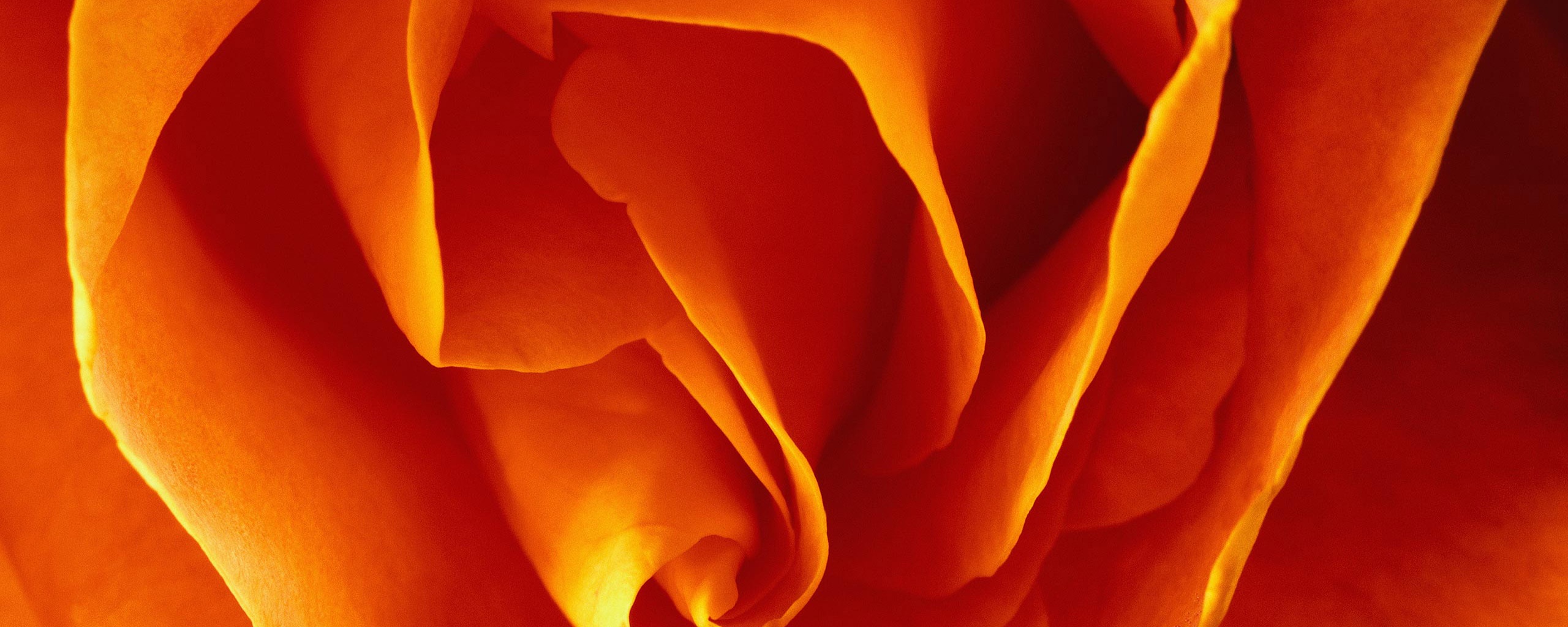 Макро фотка бутона обои