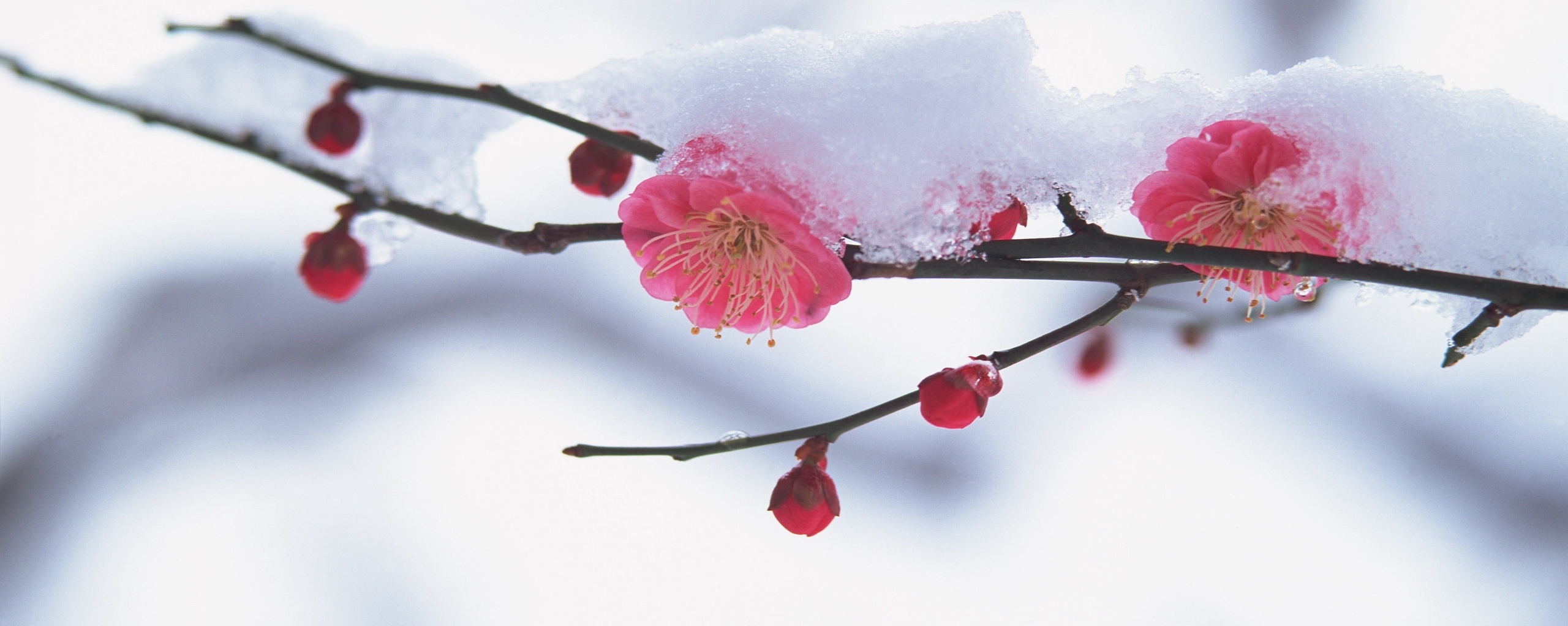 Цветы под снегом обои