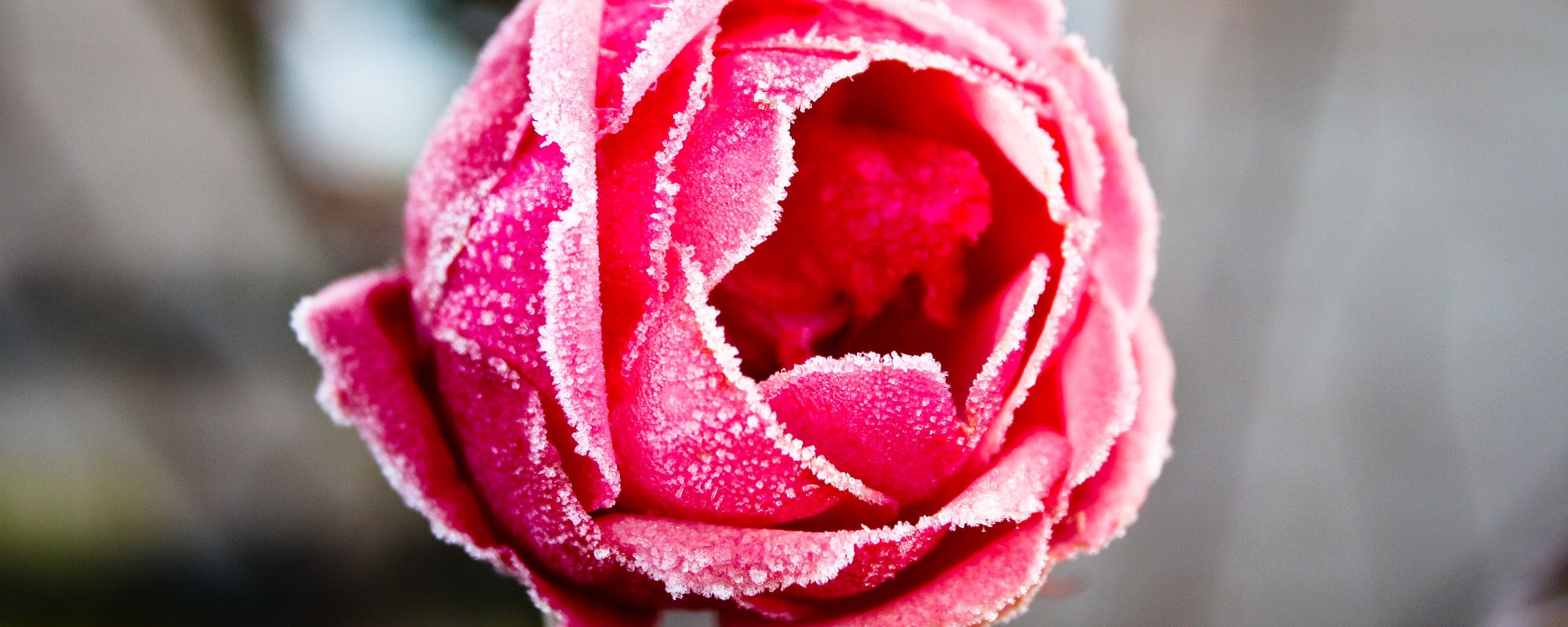 Роза в иние обои