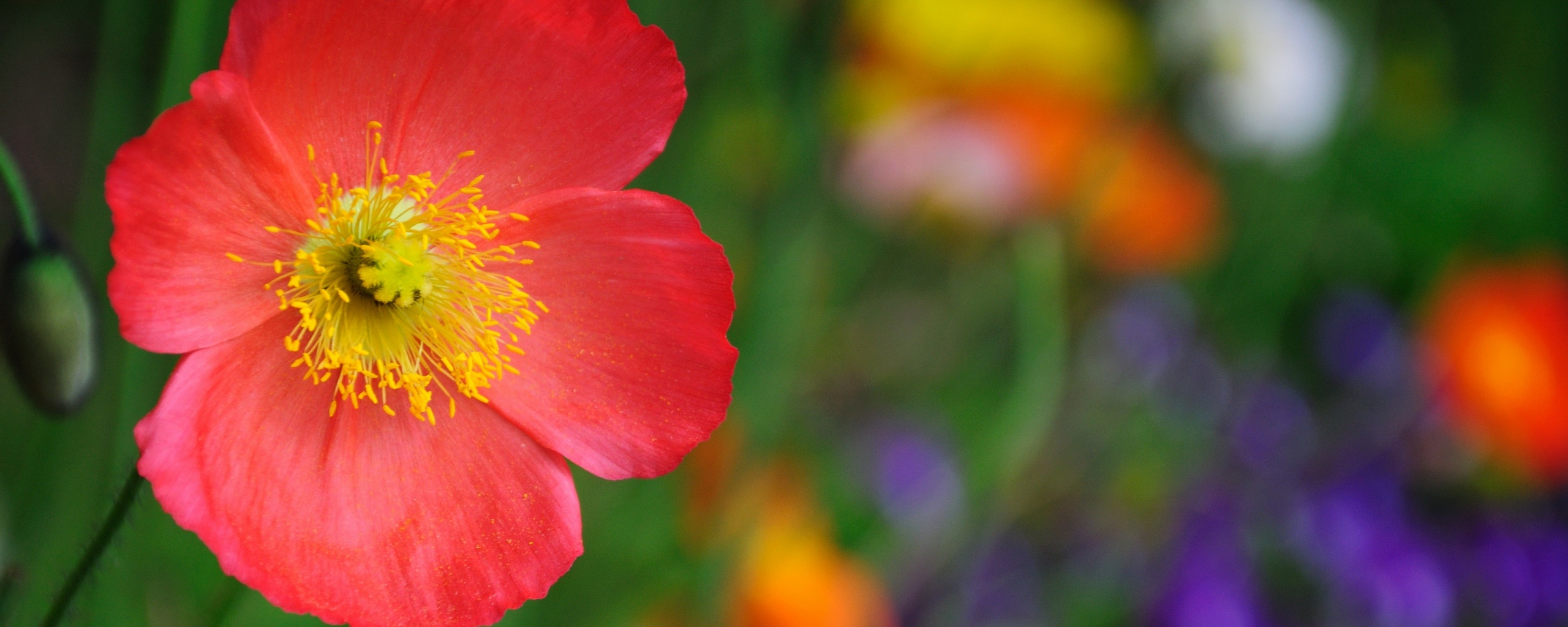 Красивый красный цветок обои