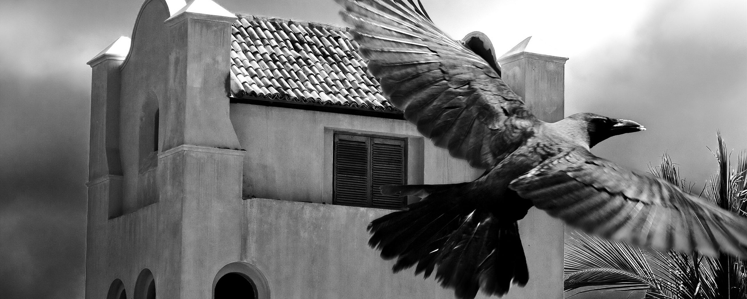 Полёт ворона обои