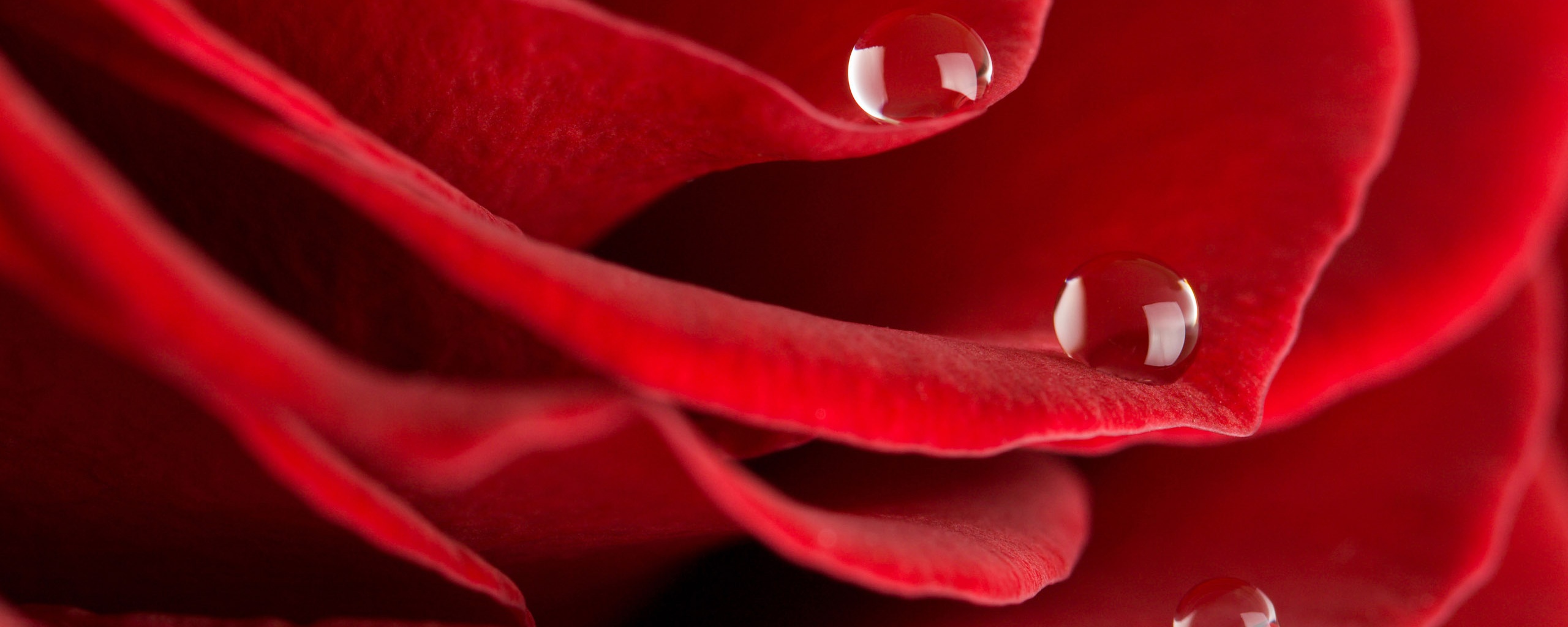 Капли росы на лепестках розы обои