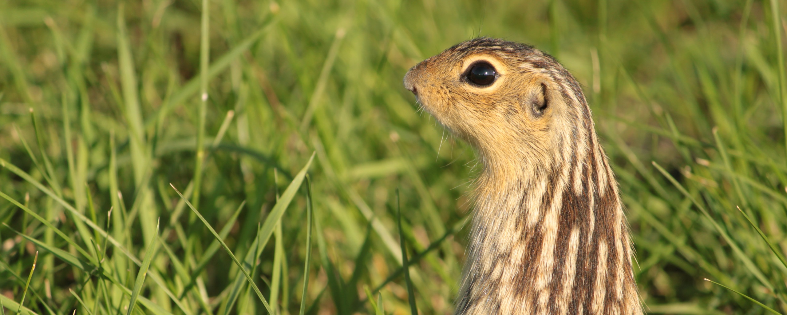 Сурок в стойке обои