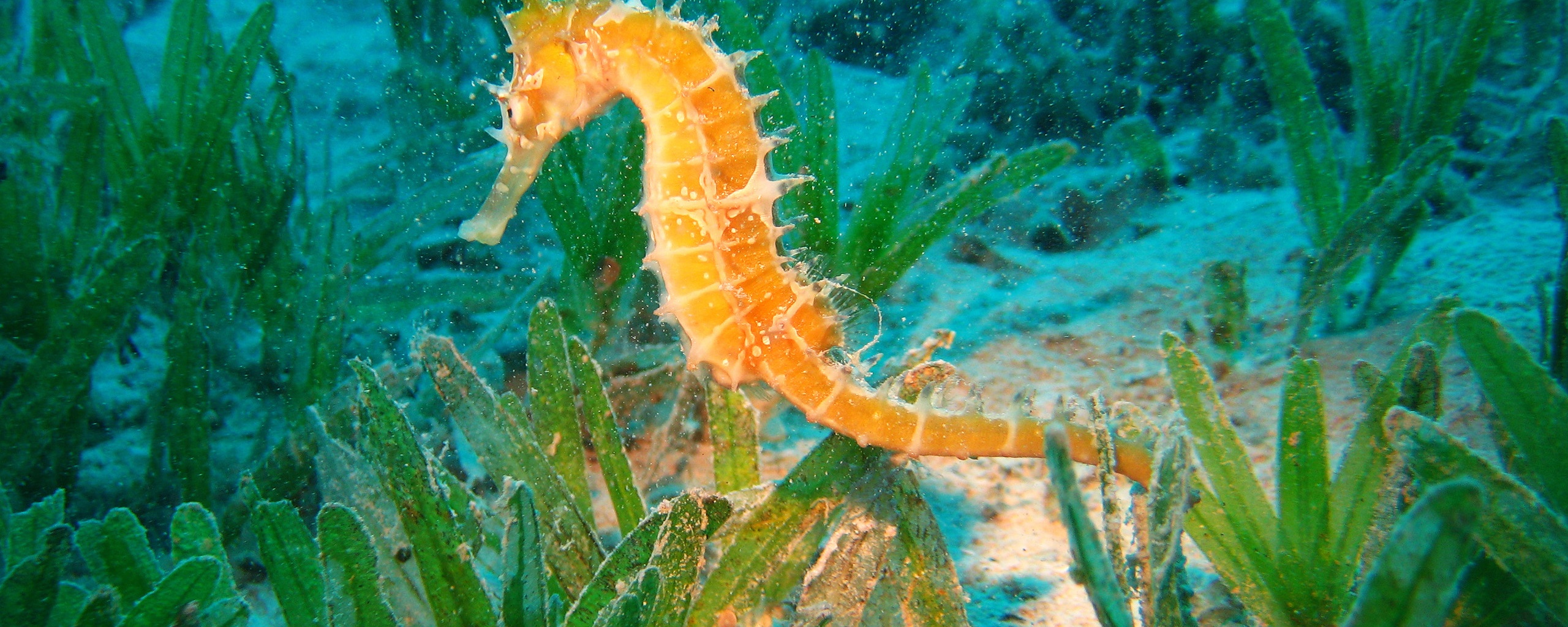 Морской конек обои