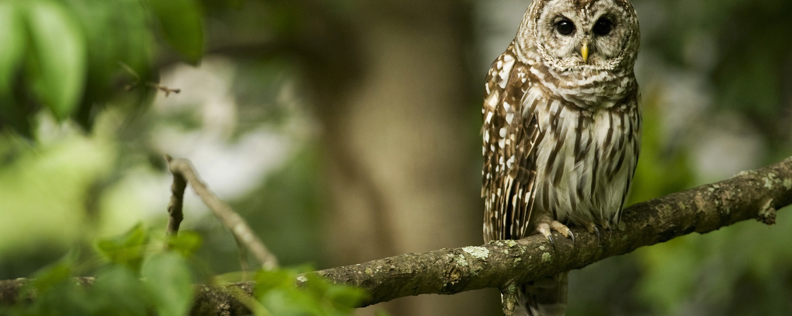 Сова на ветке обои