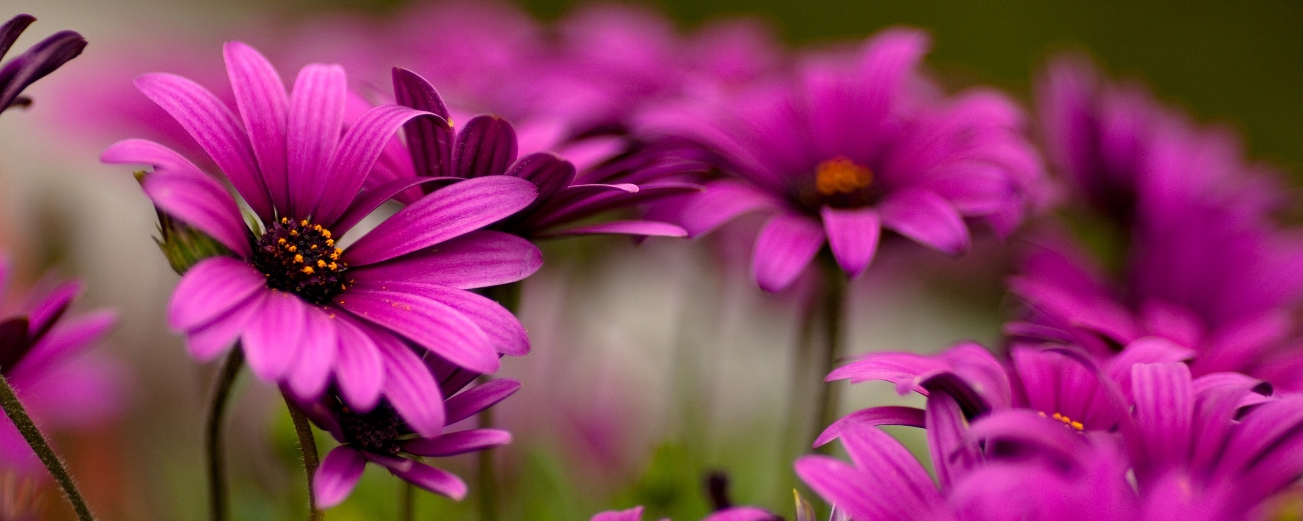 Яркие фиолетовые цветы обои