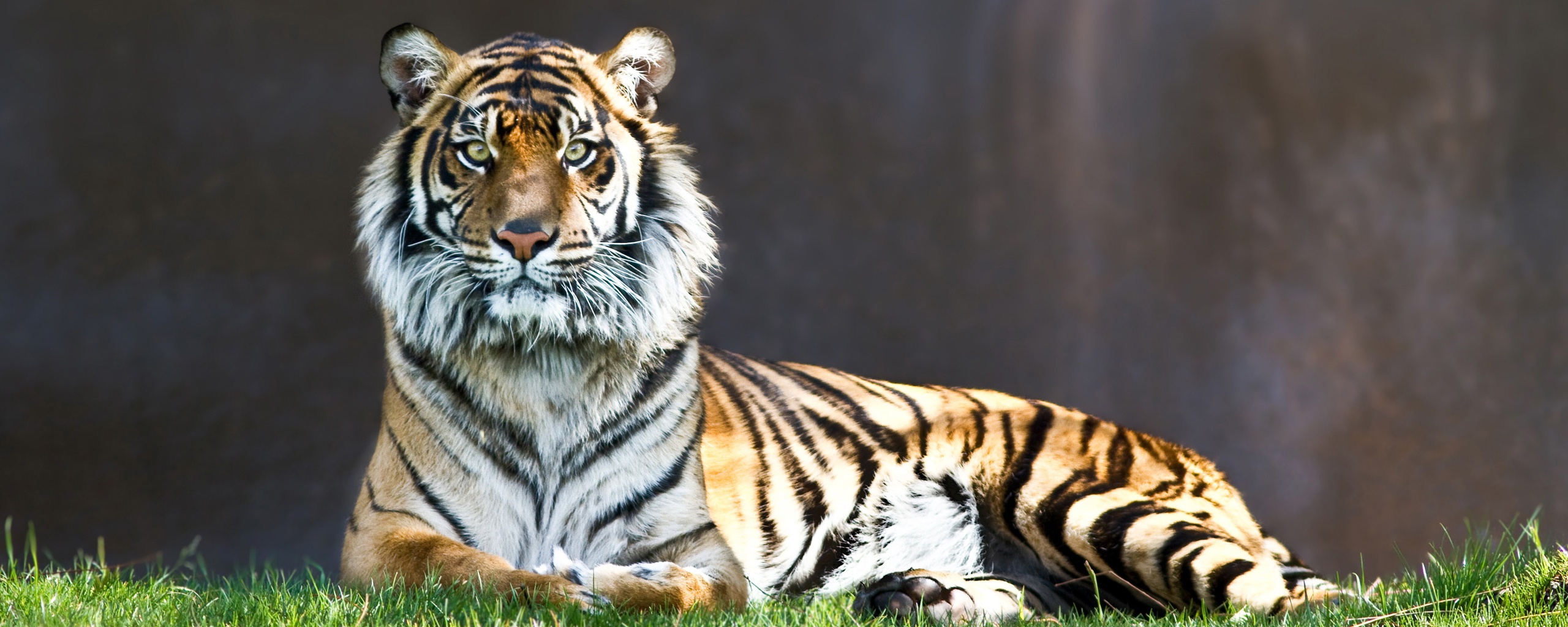 Величественный тигр обои