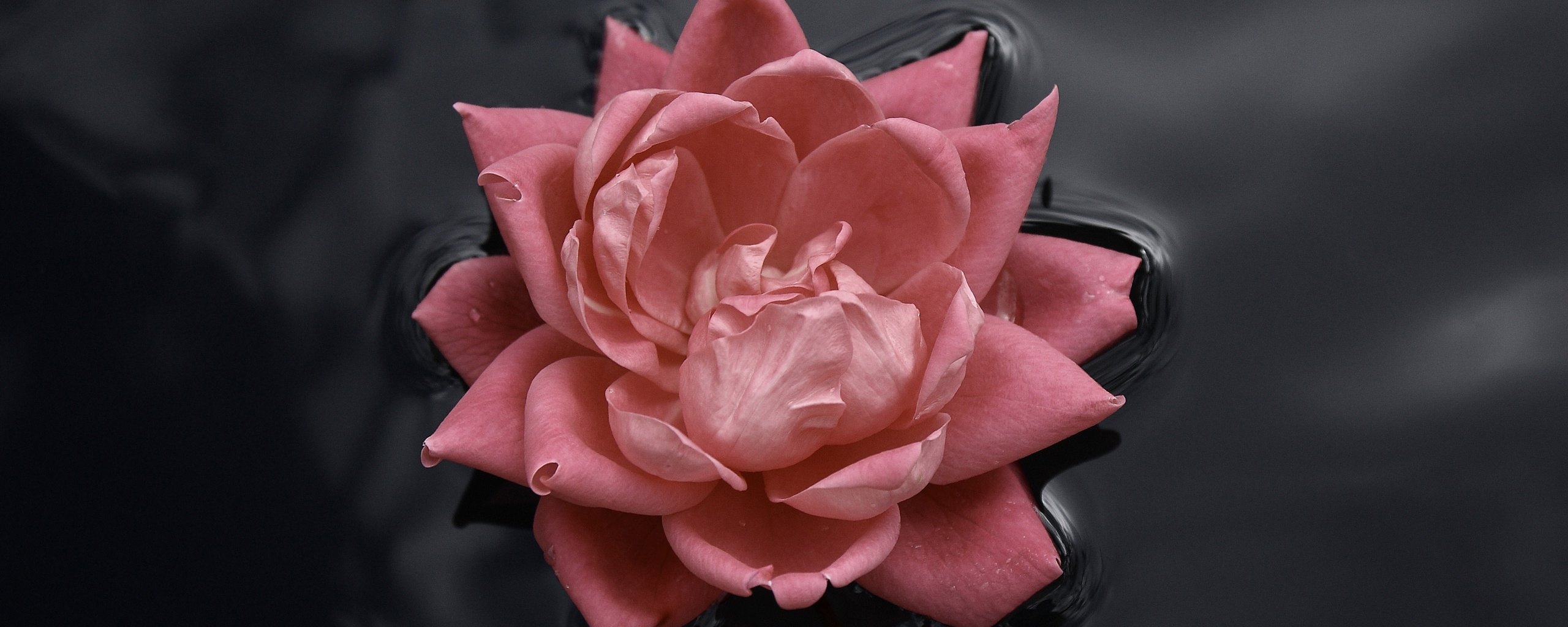 Красивый цветок на воде обои