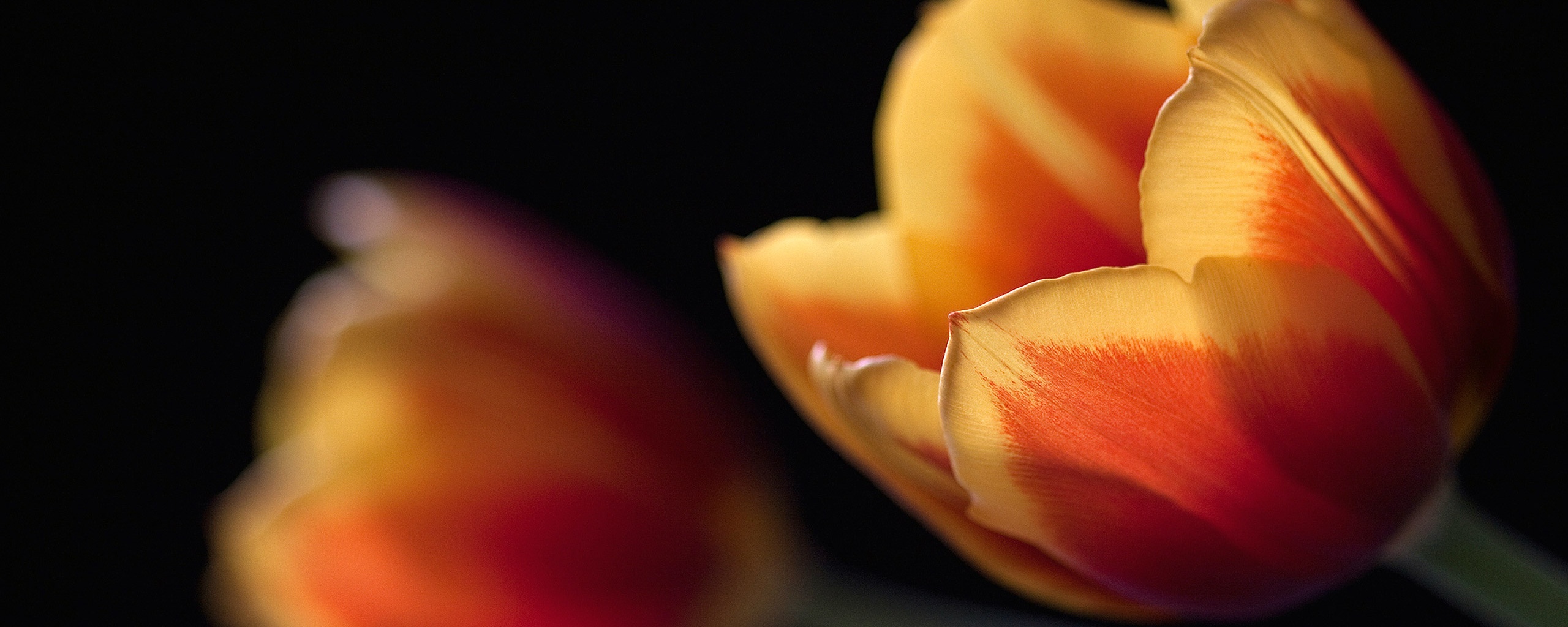 Тюльпаны в темноте обои