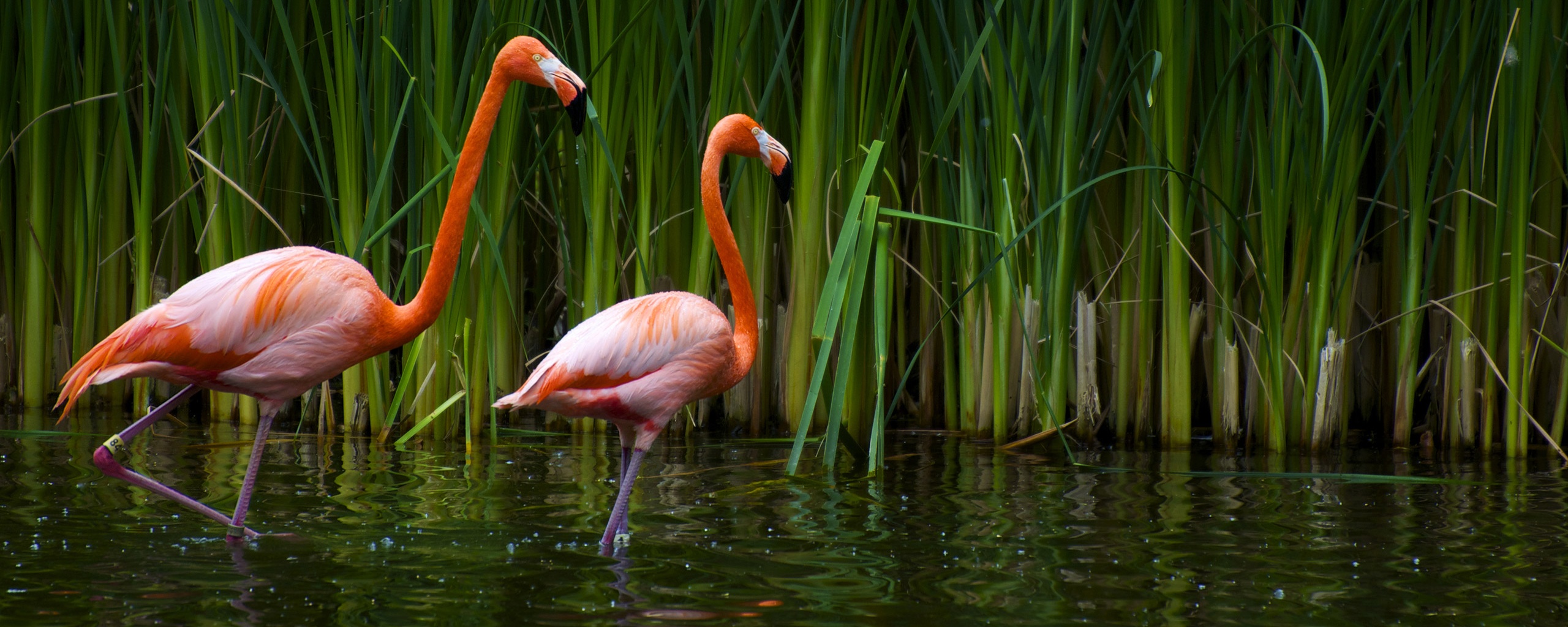 Красивые розовые фламинго на озере обои