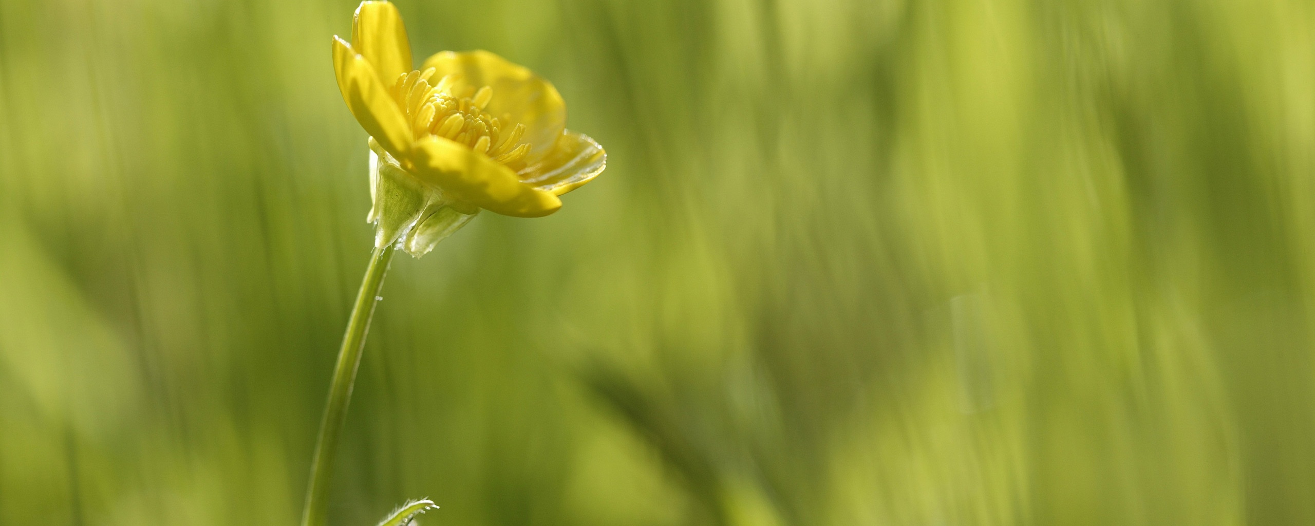 Маленький жёлтый цветочек обои