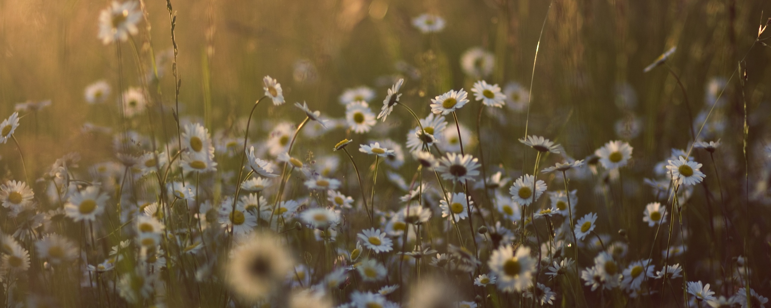 Поле ромашек обои