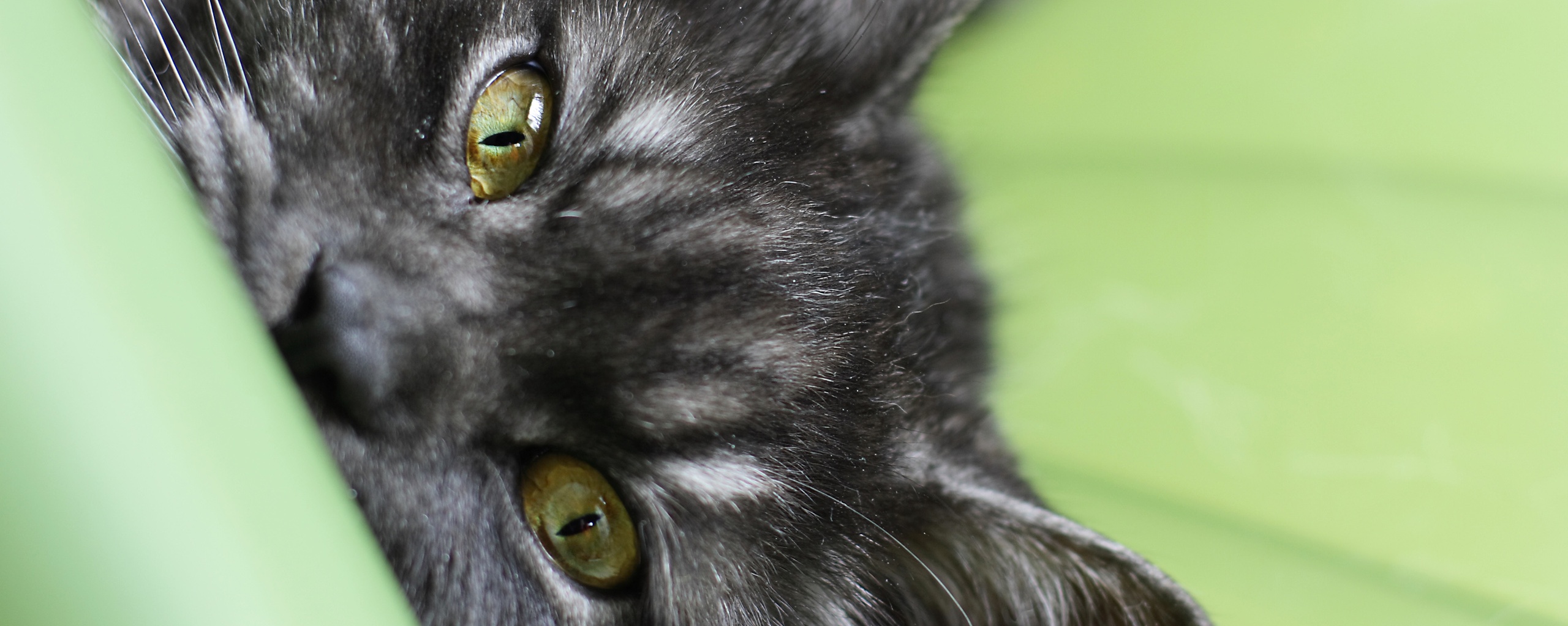 Глаза и уши обои