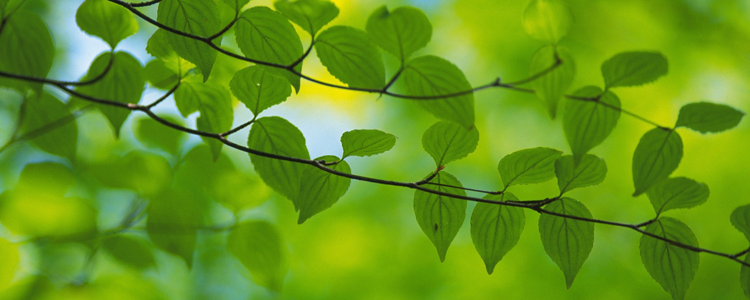 Ветка яркой зелени обои