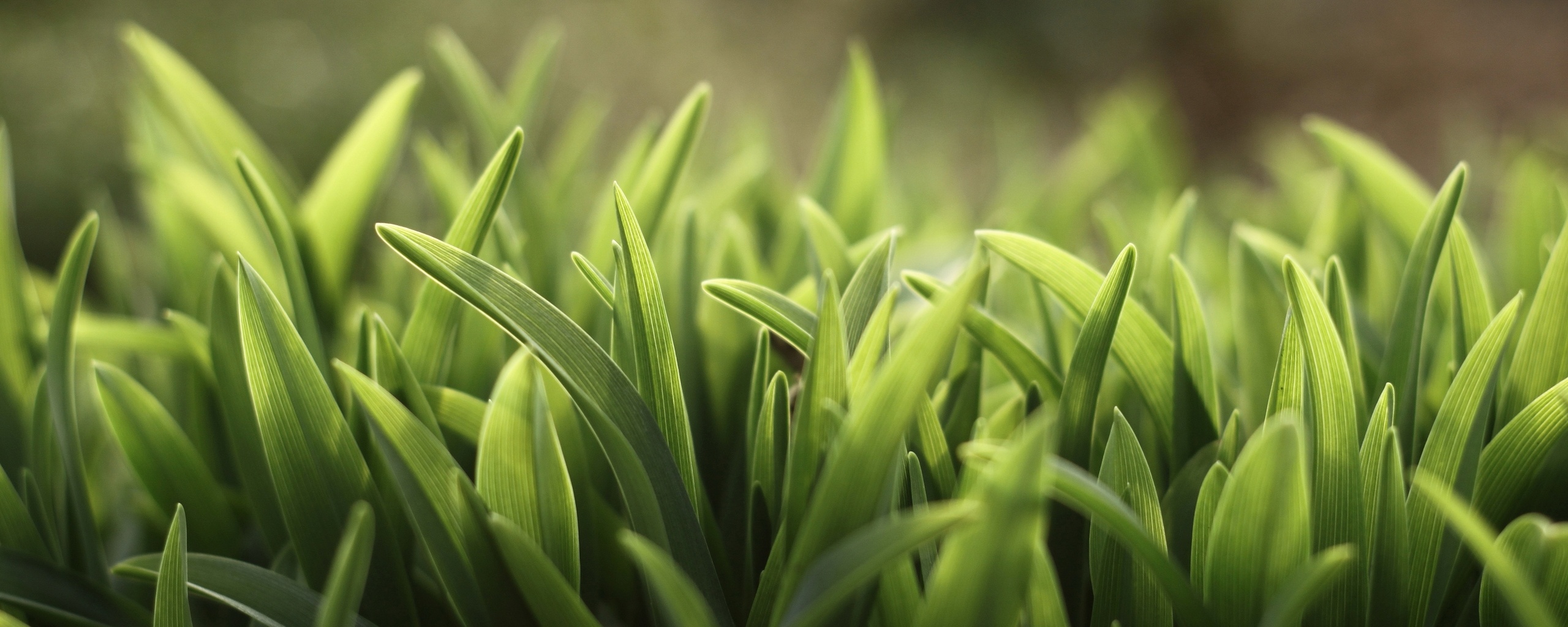 Сочная нежная трава обои