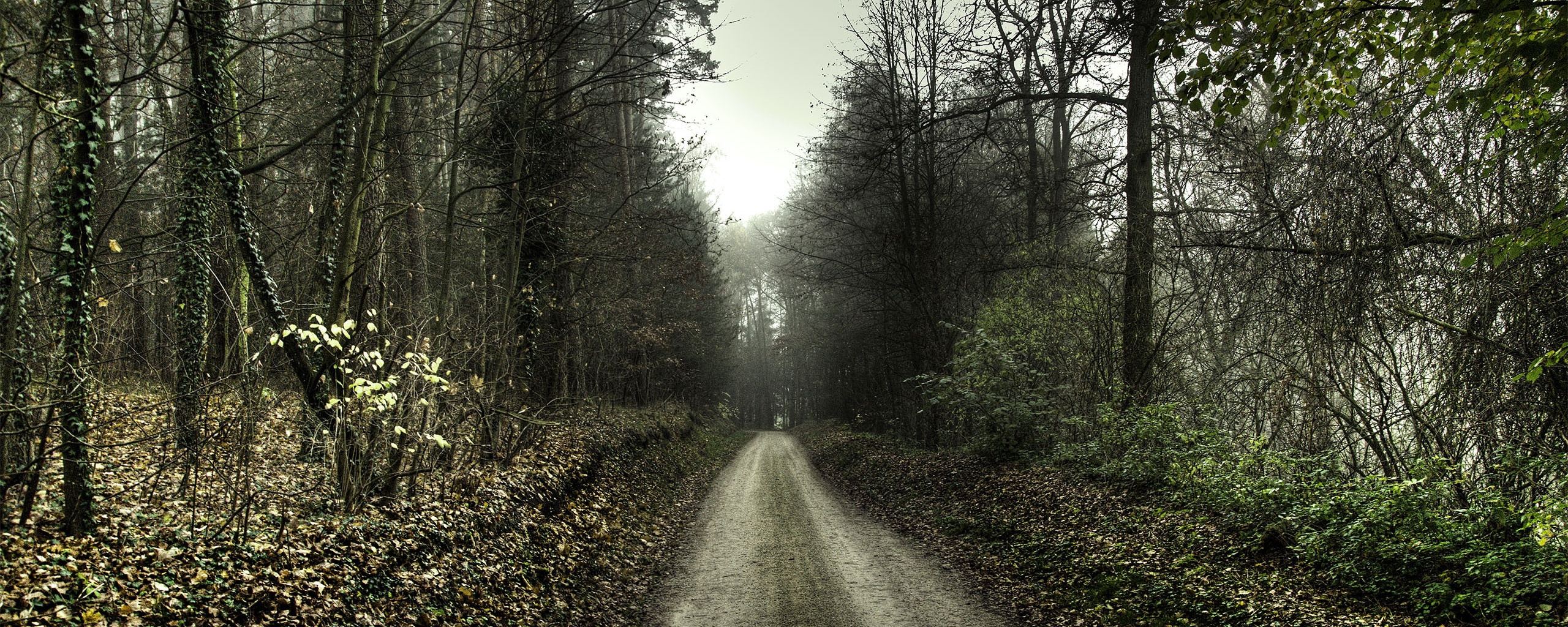 Лесная дорога обои