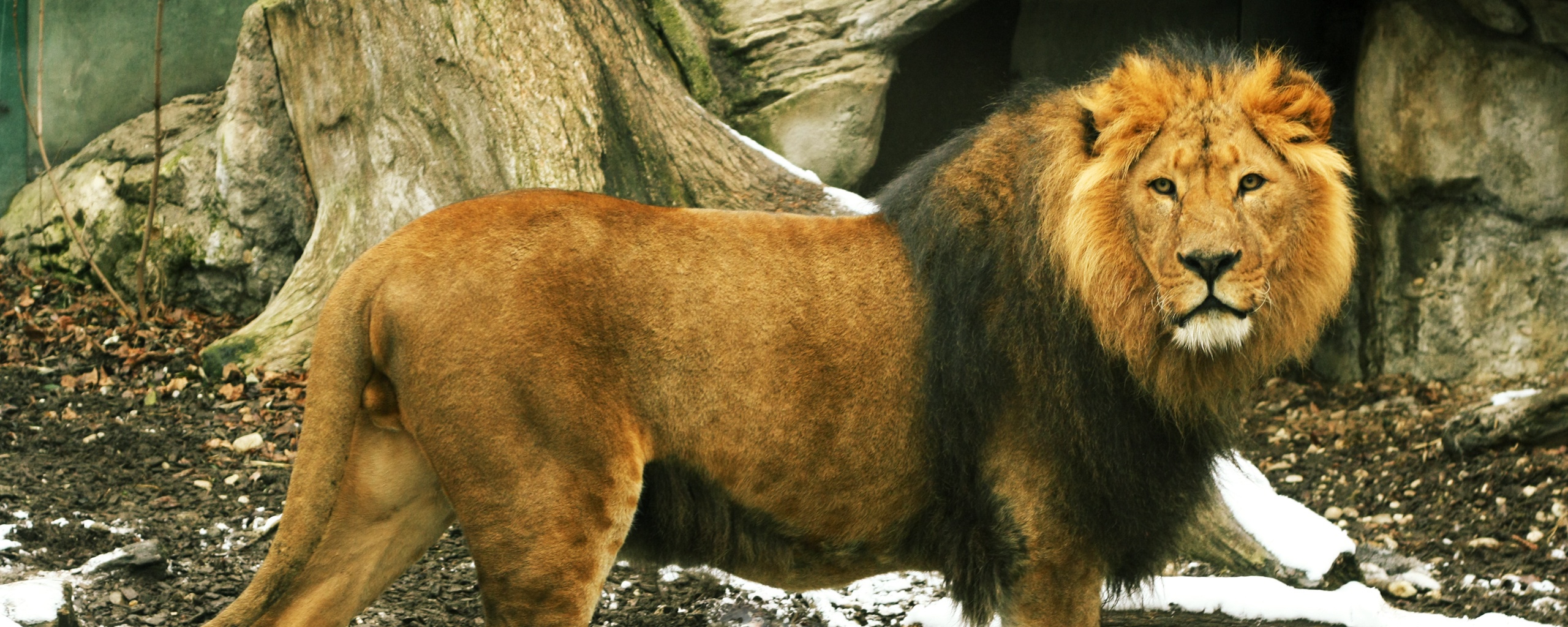 Красивый лев в лесу обои