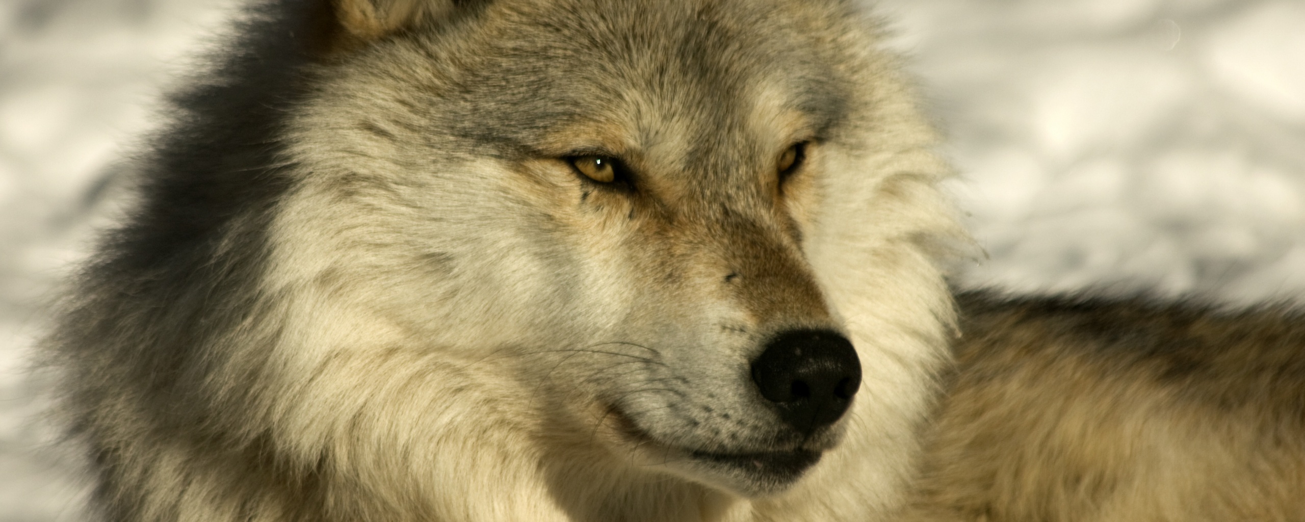 Лайка на снегу обои