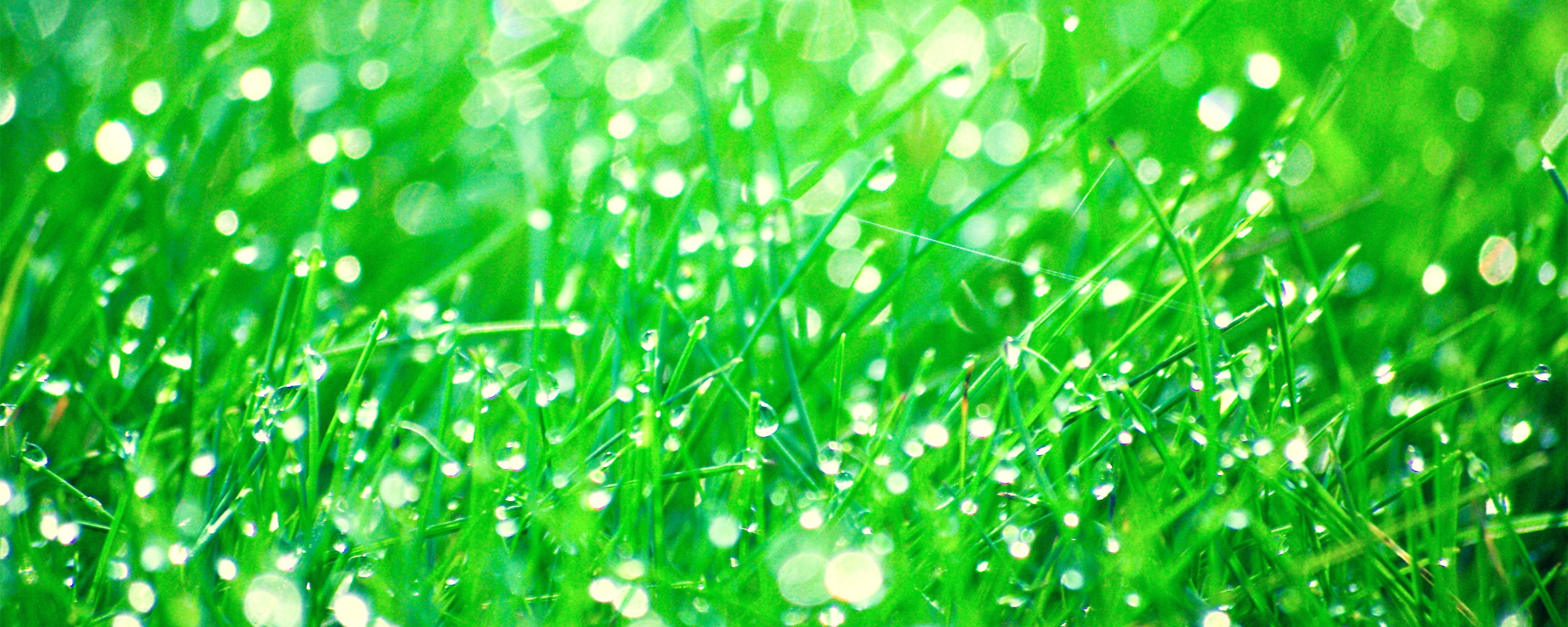 Трава в росе обои