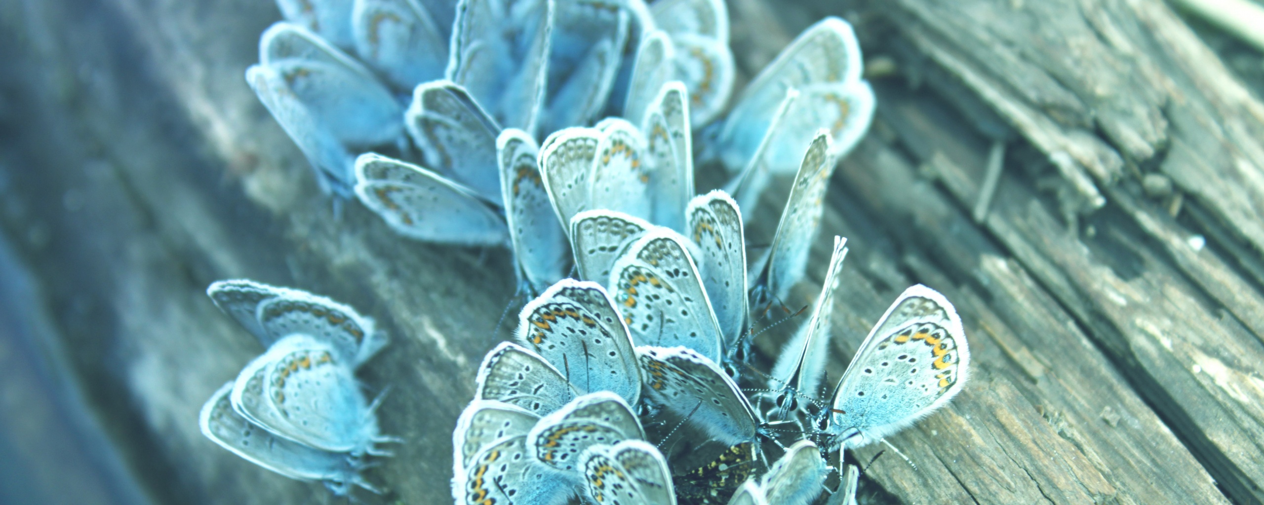 Голубые бабочки обои