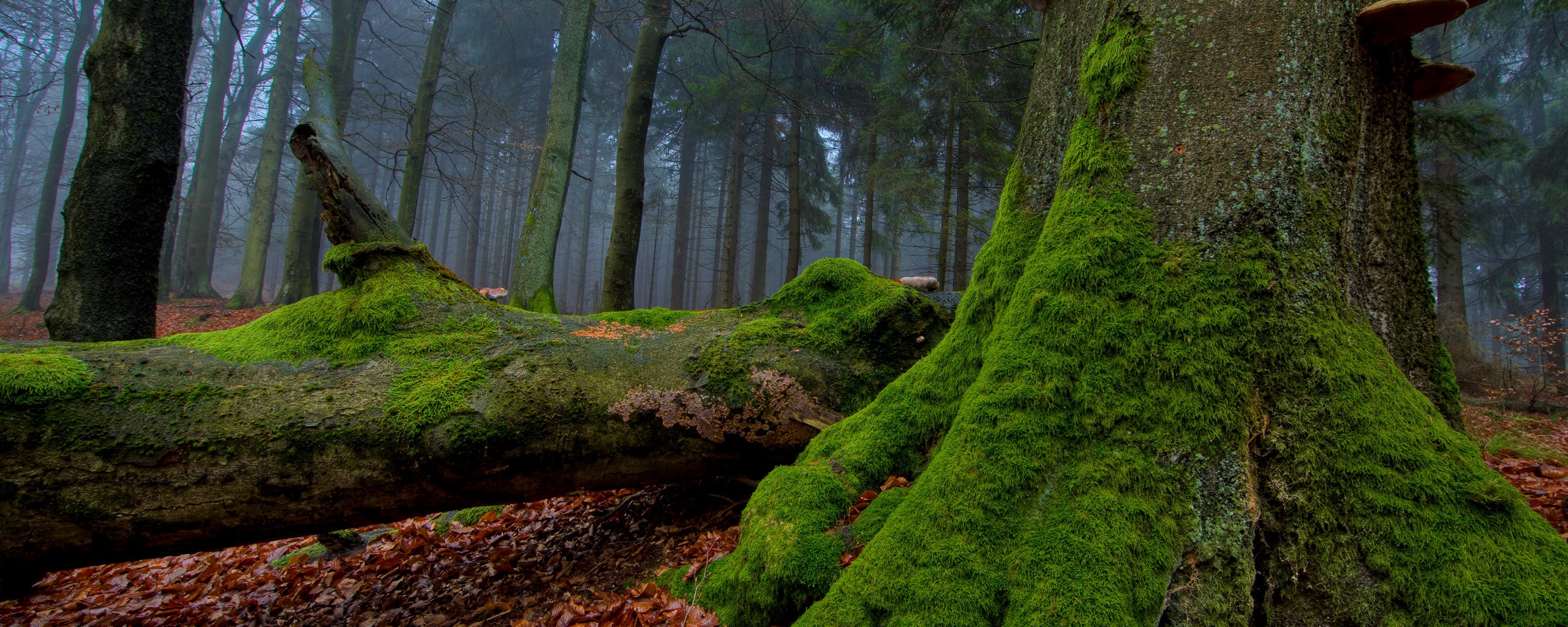 Дерево, поросшее мхом обои