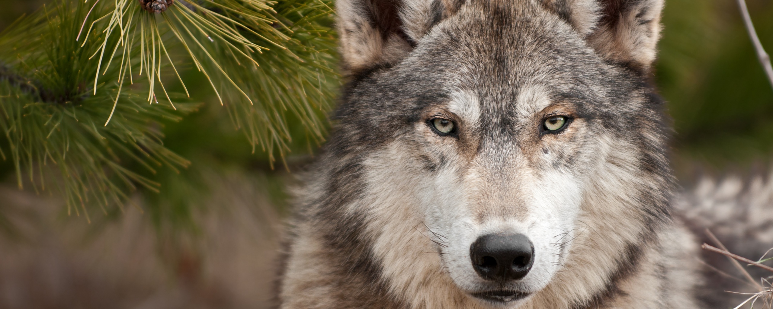 Угрюмый волк обои