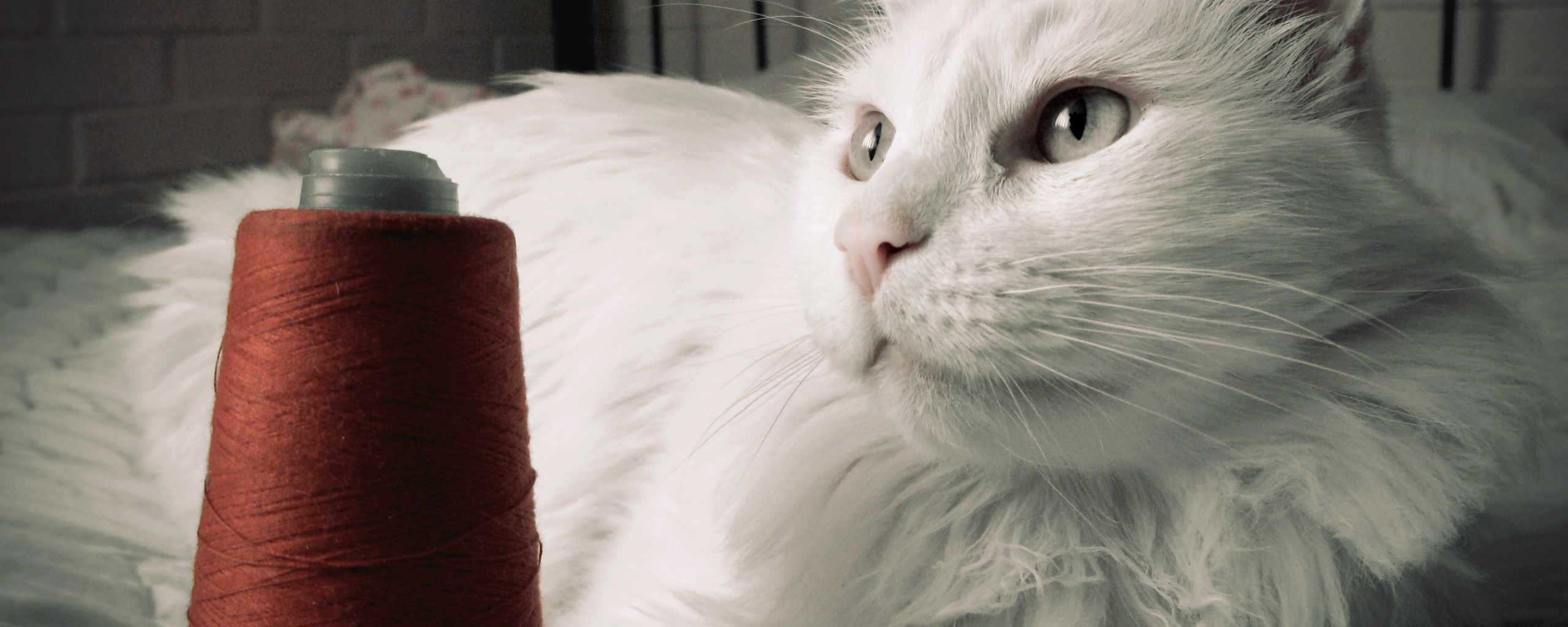 Белый кот с катушкой ниток обои