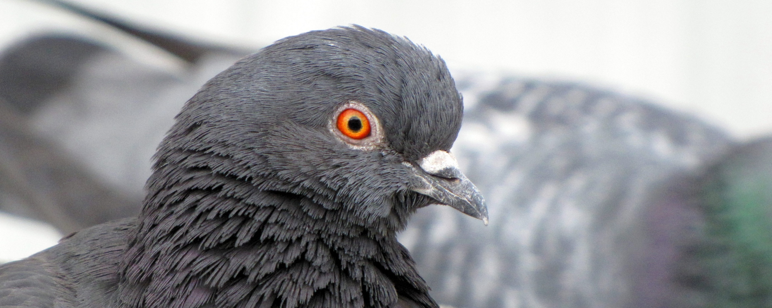 Смотрит в самую душу обои