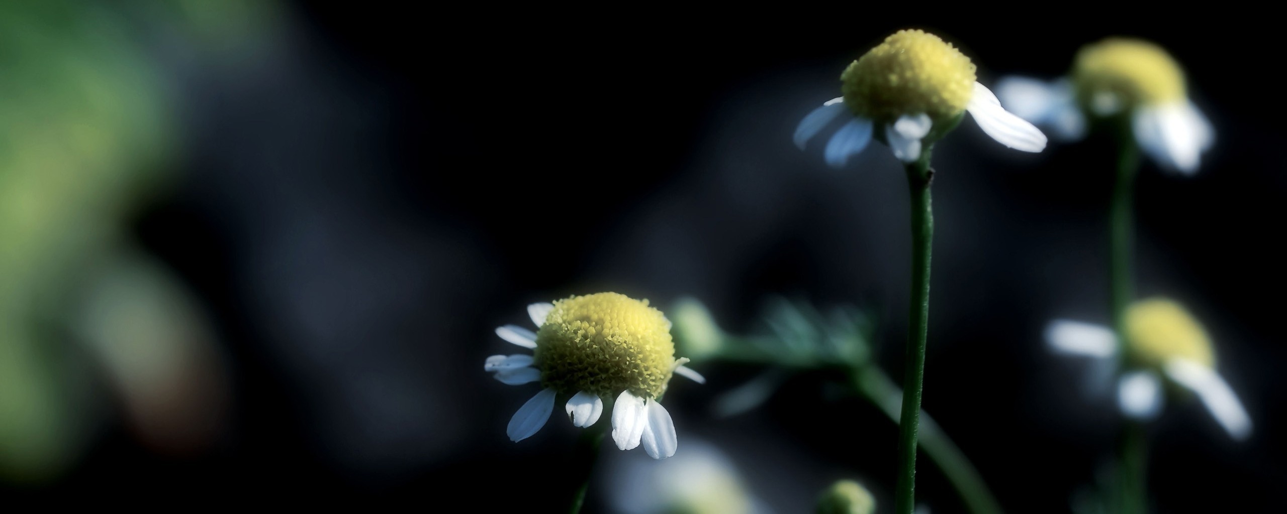 Стремный лепестун обои