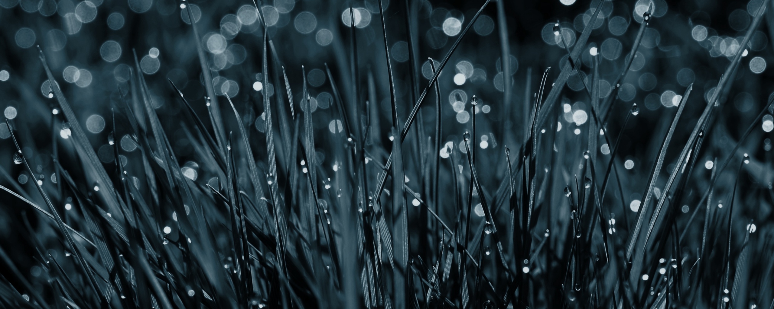 Трава ночью обои