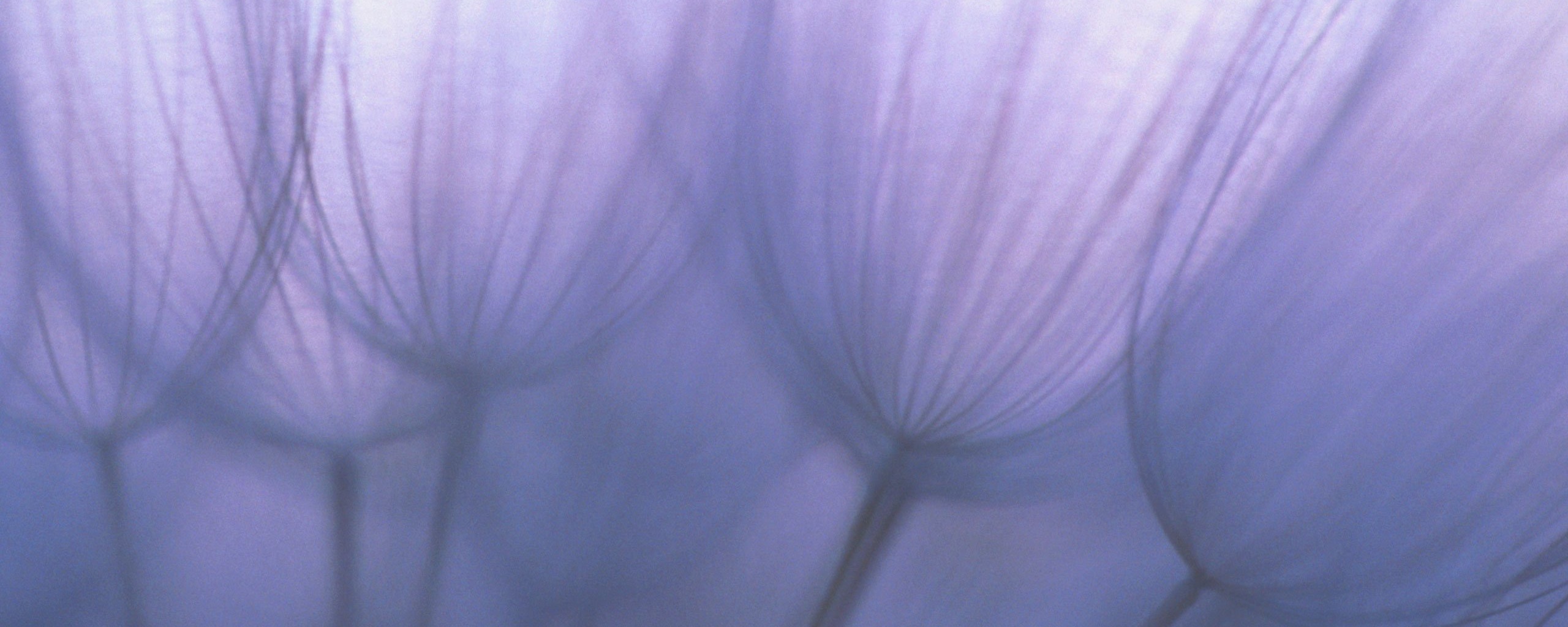 Рисунок одуванчика обои