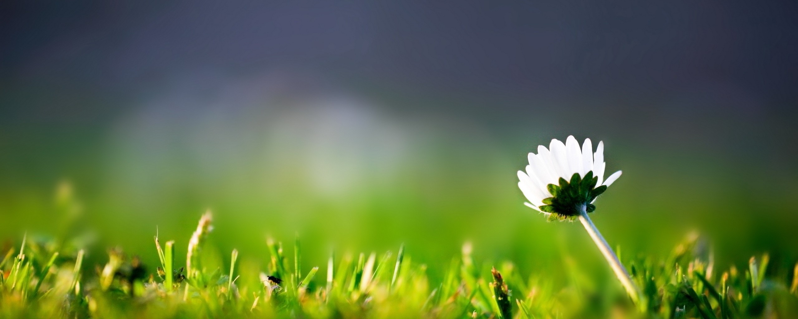 Цветок на траве обои
