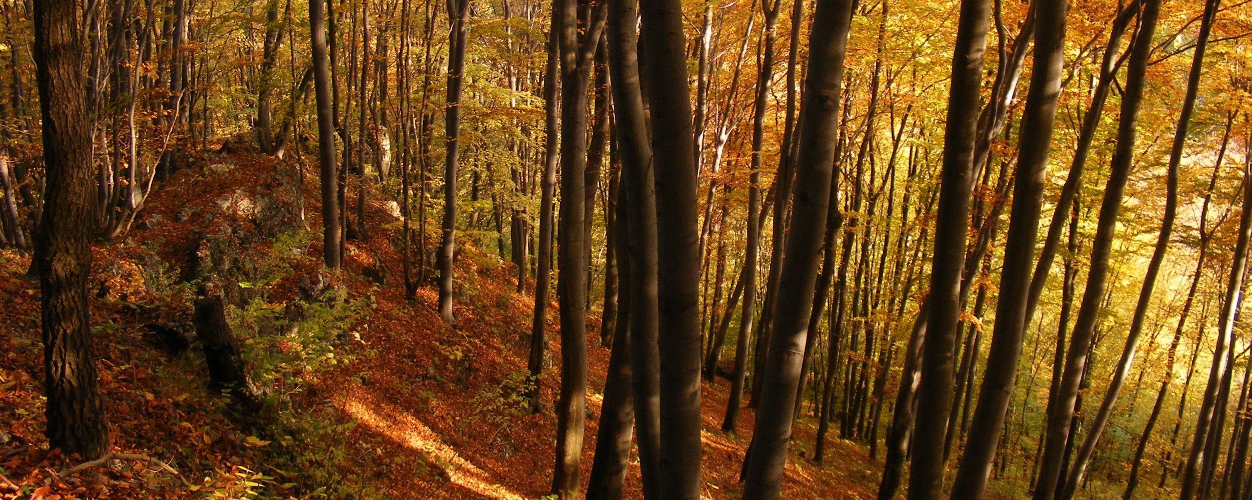 Осенний лес обои