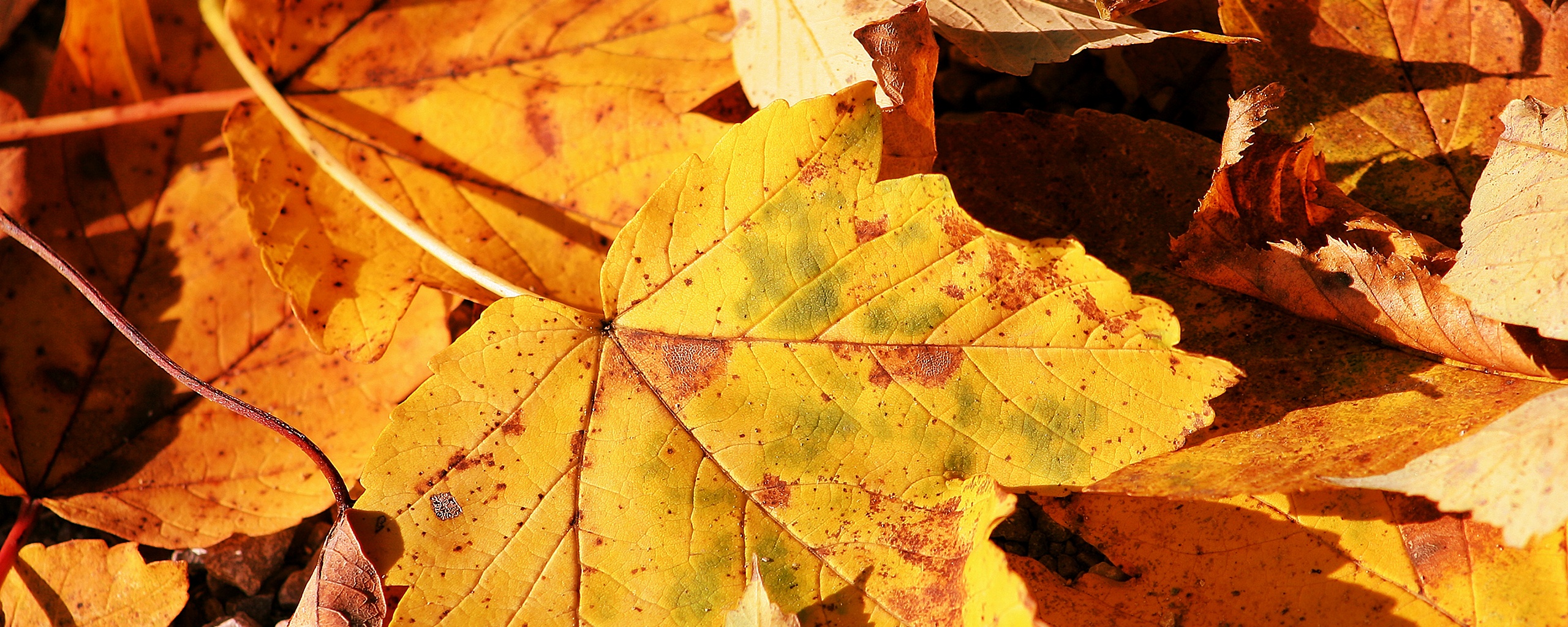 Осенние листья обои