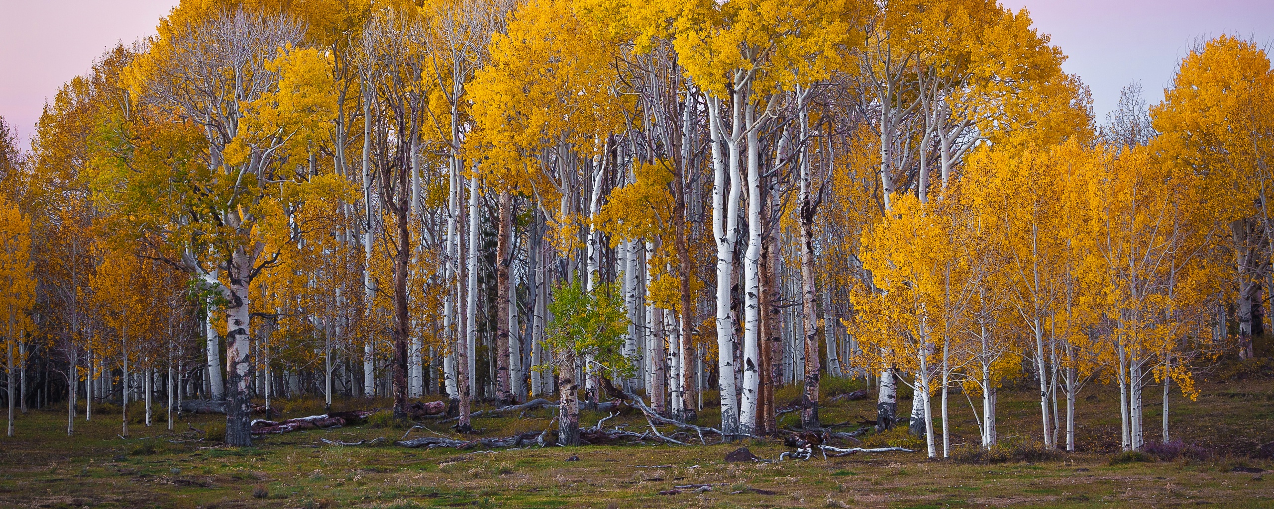 Пожелтевшая березовая роща обои
