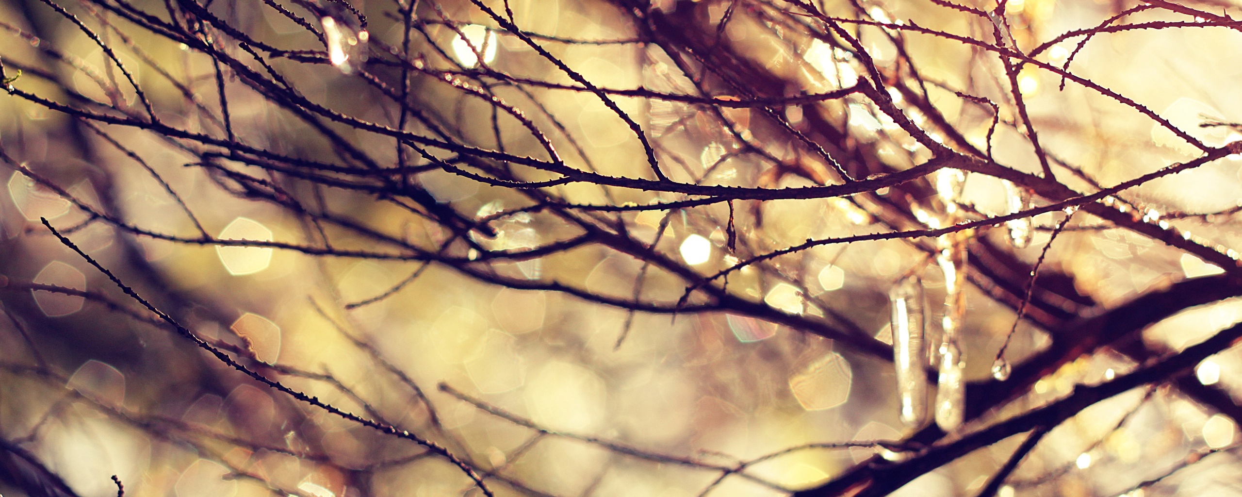 Мокрые ветви дерева обои