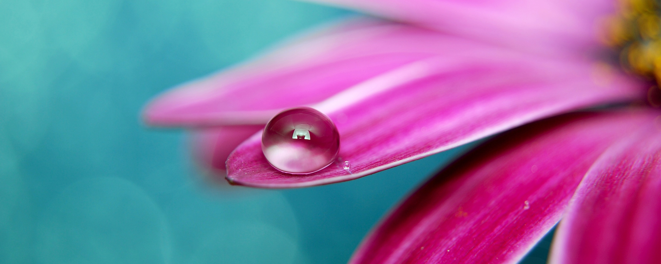 Капля на лепестке обои