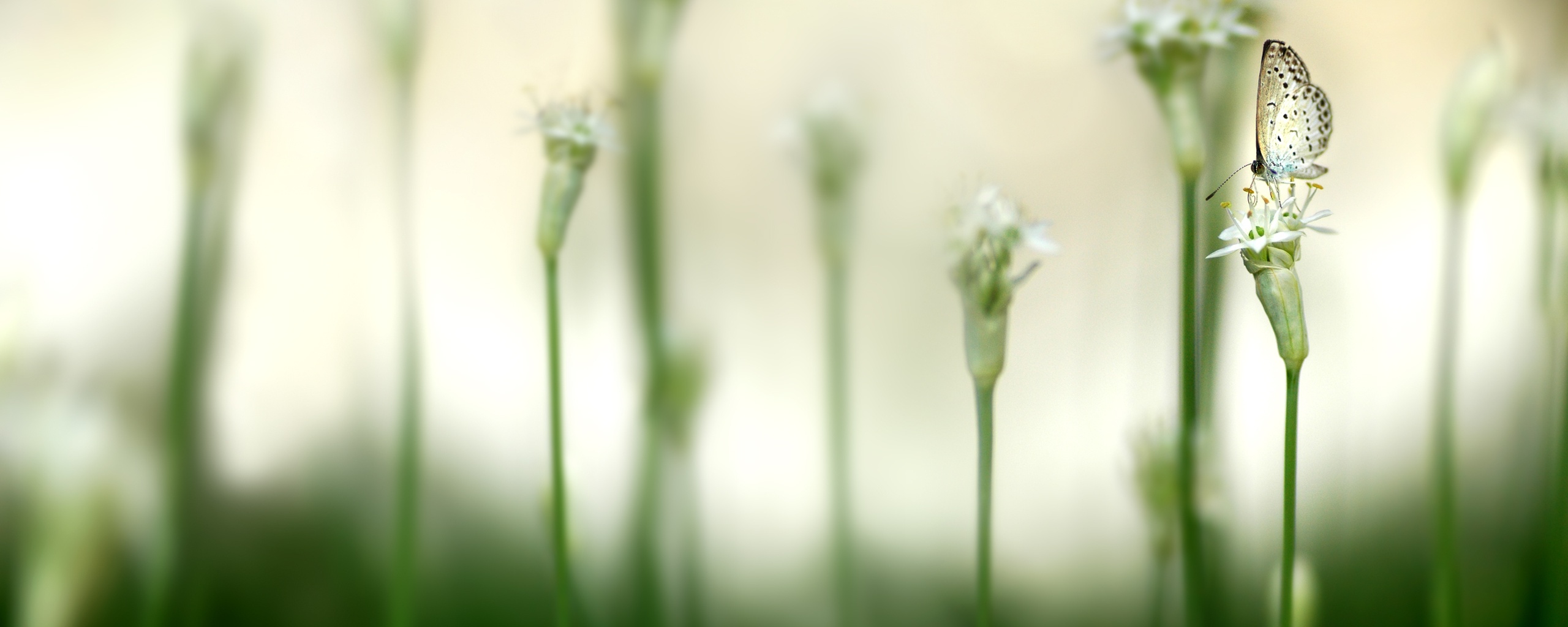 Бабочка на цветке обои