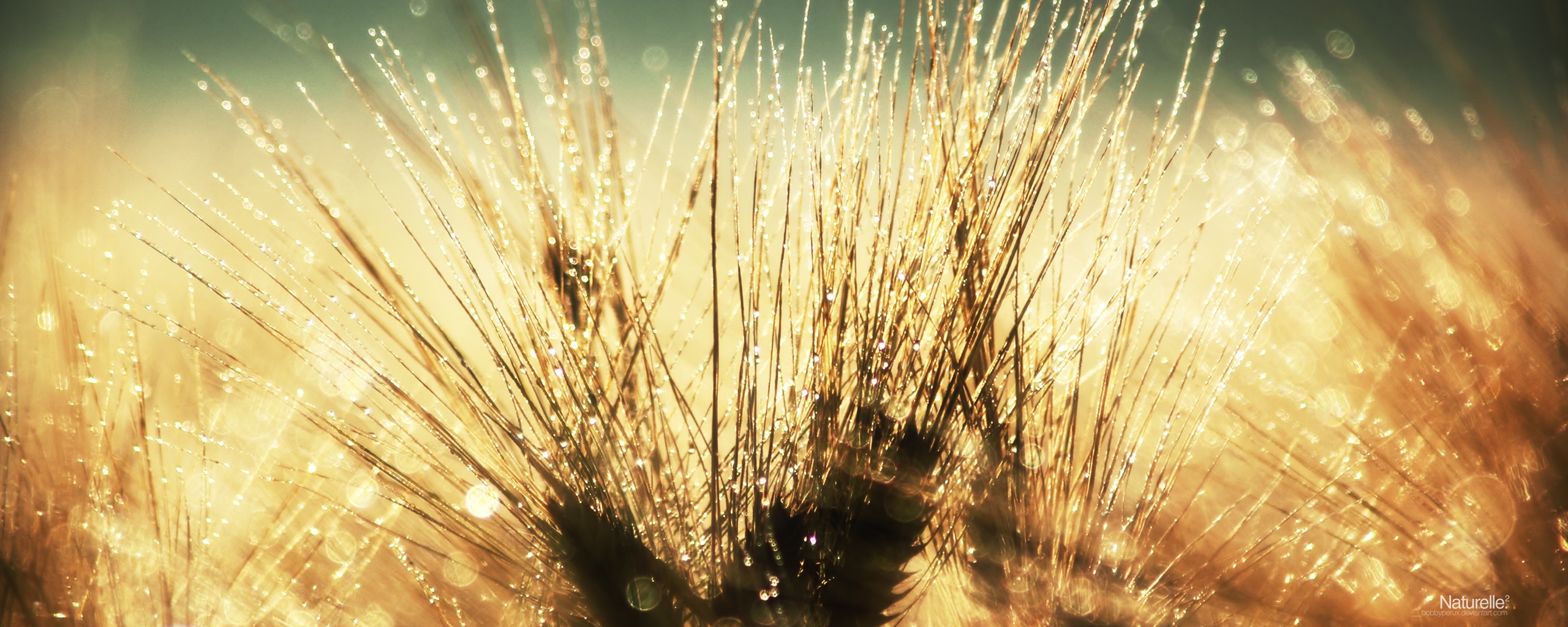 Трава на солнце обои