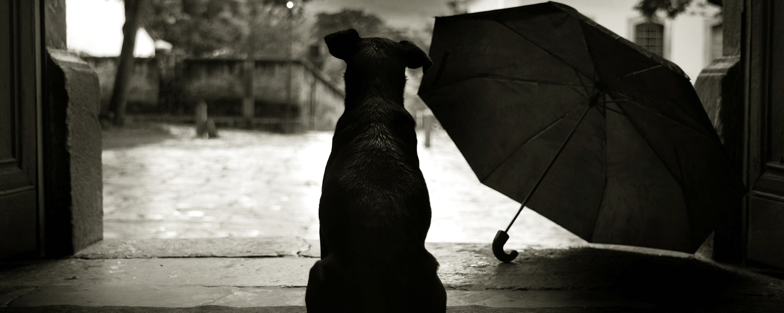 Собака и зонтик обои