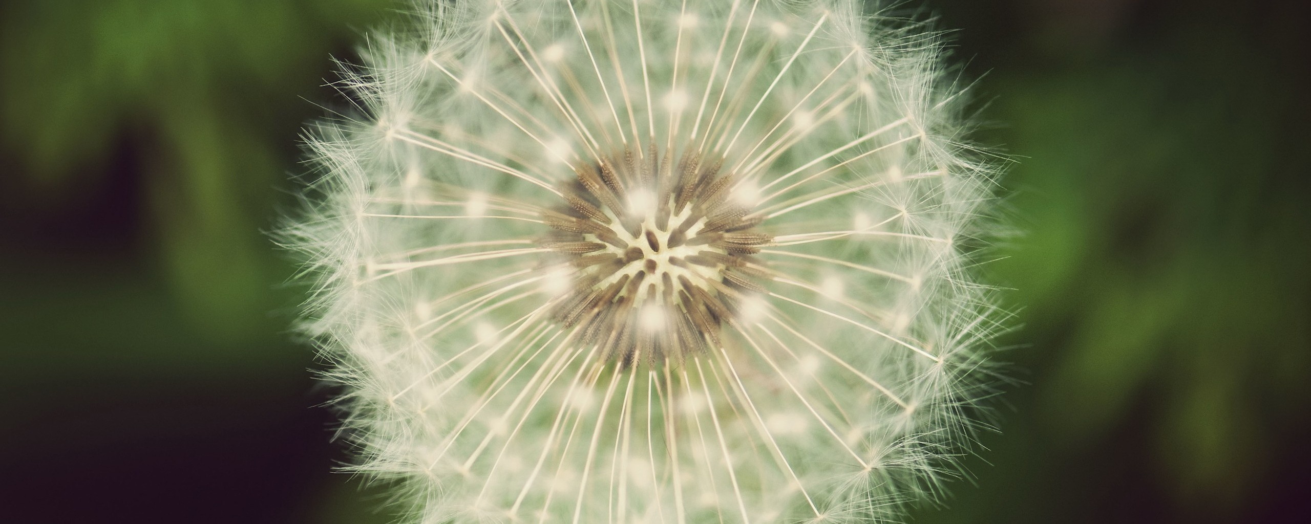 Макро фотография одуванчика обои